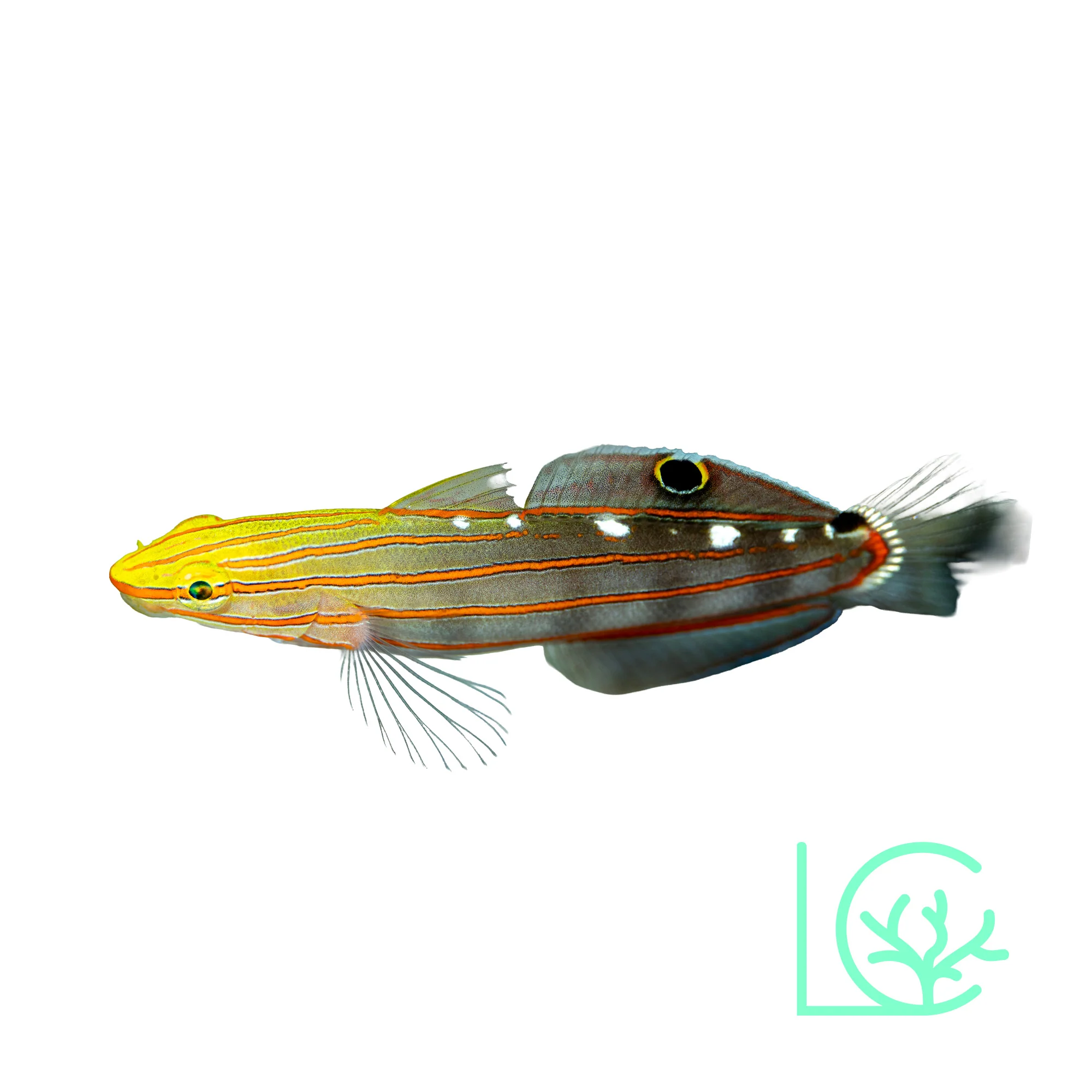 Court Jester Goby