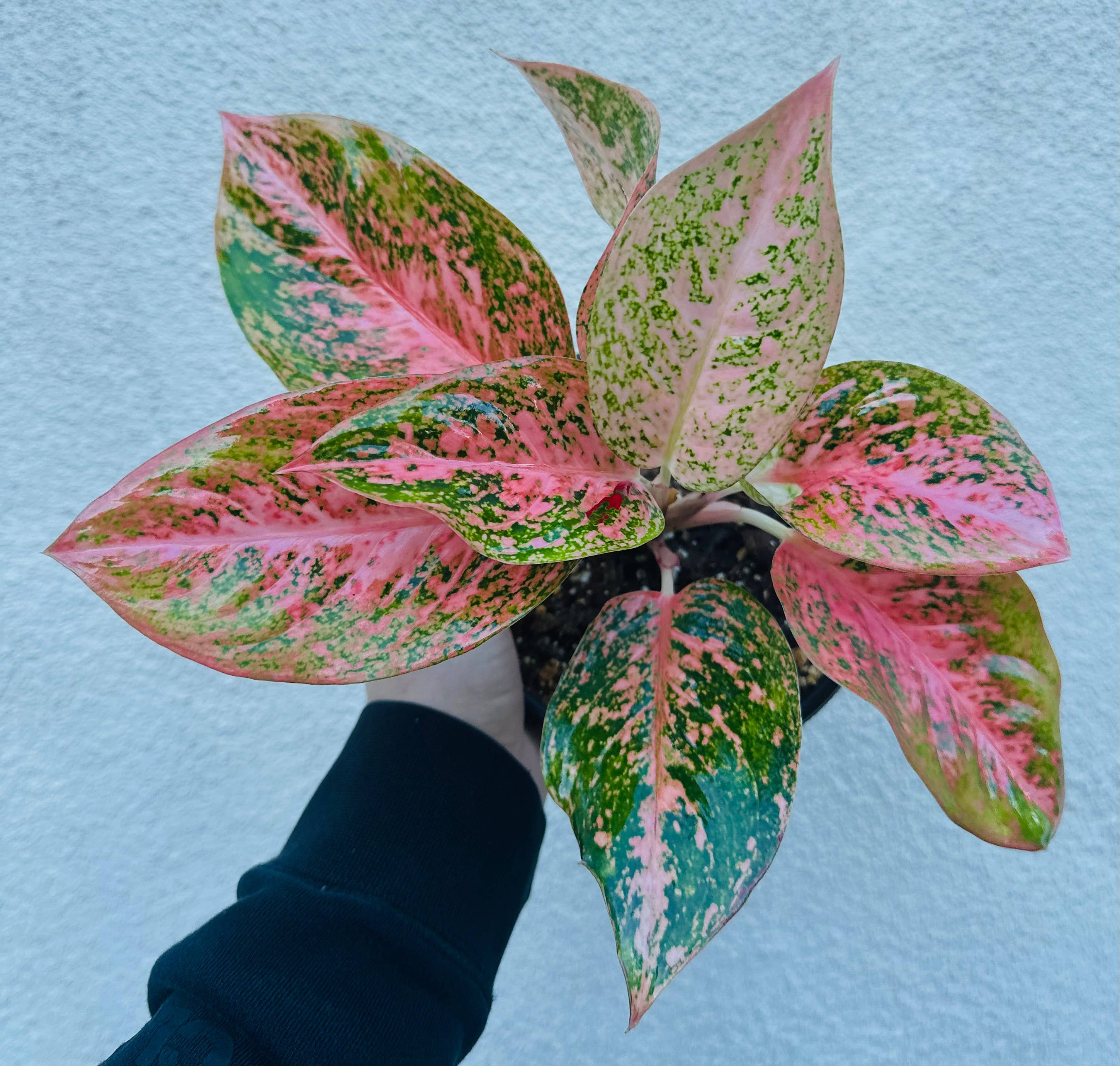 Aglaonema Orange Stardust Live Plant