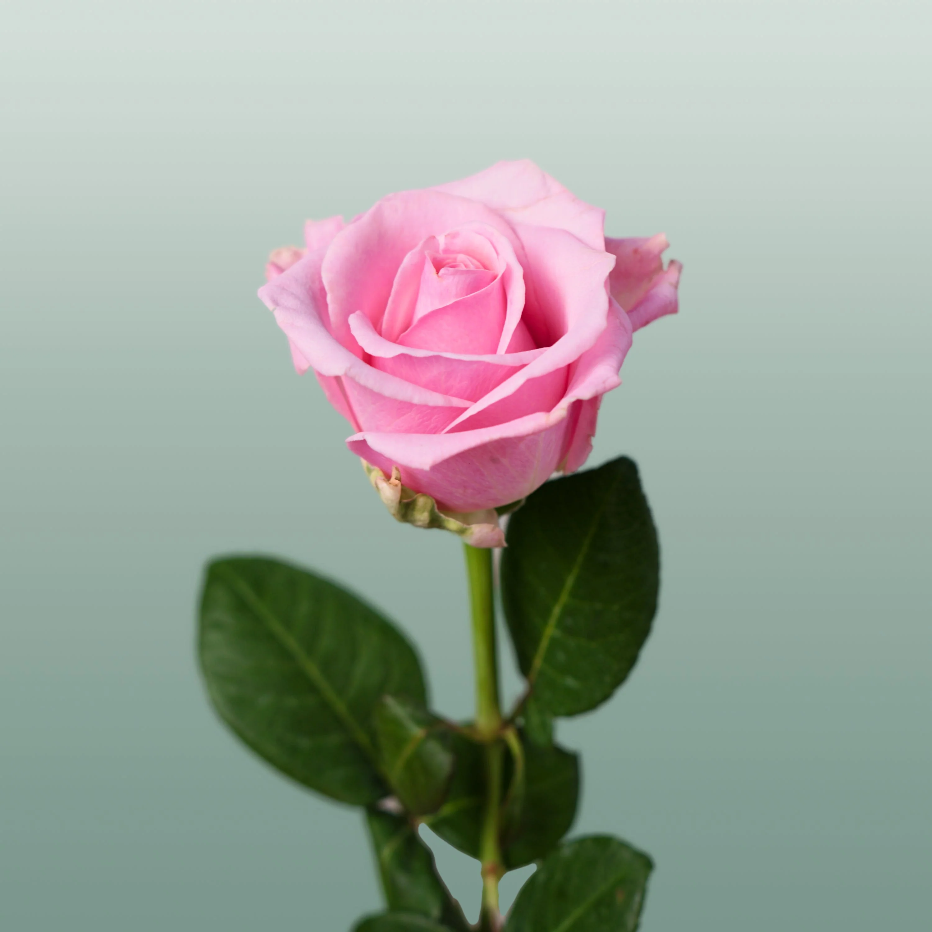 Rose Heaven!