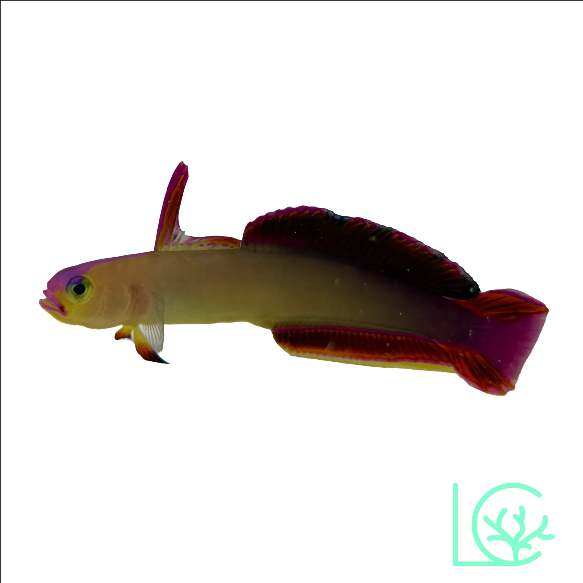 Exquisite Firefish Goby