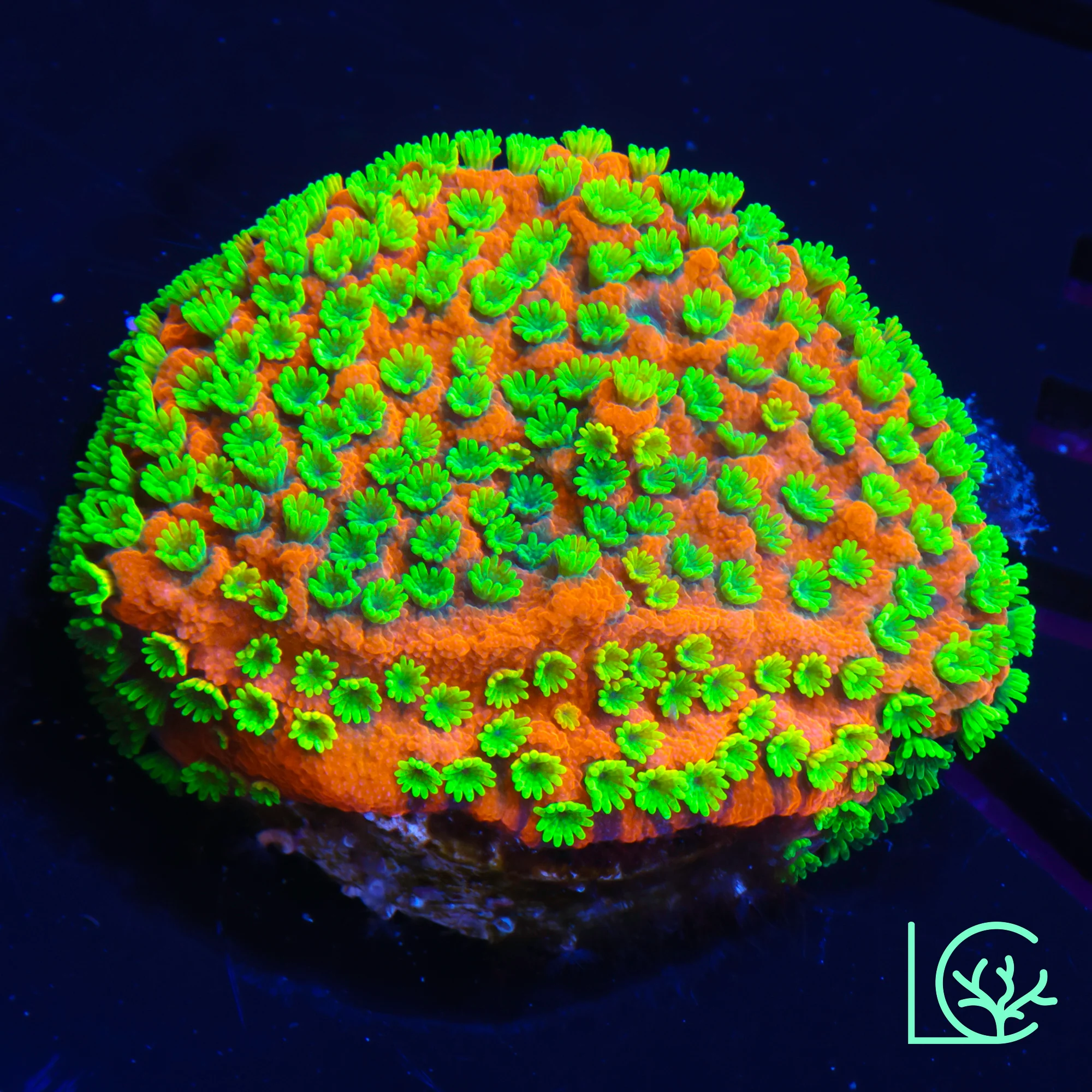 Mystic Sunset Montipora WYSIWYG
