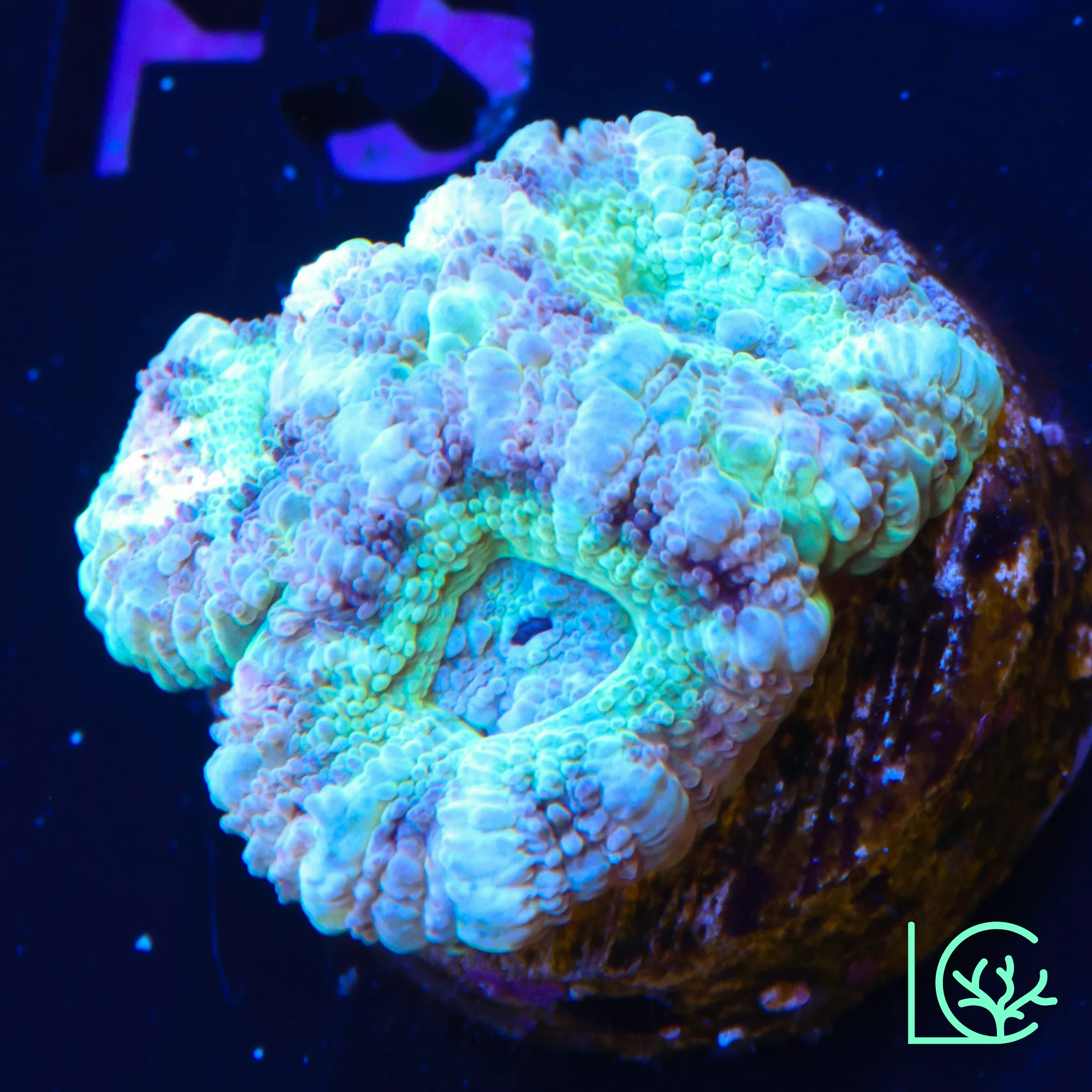 Pastel Micromussa WYSIWYG