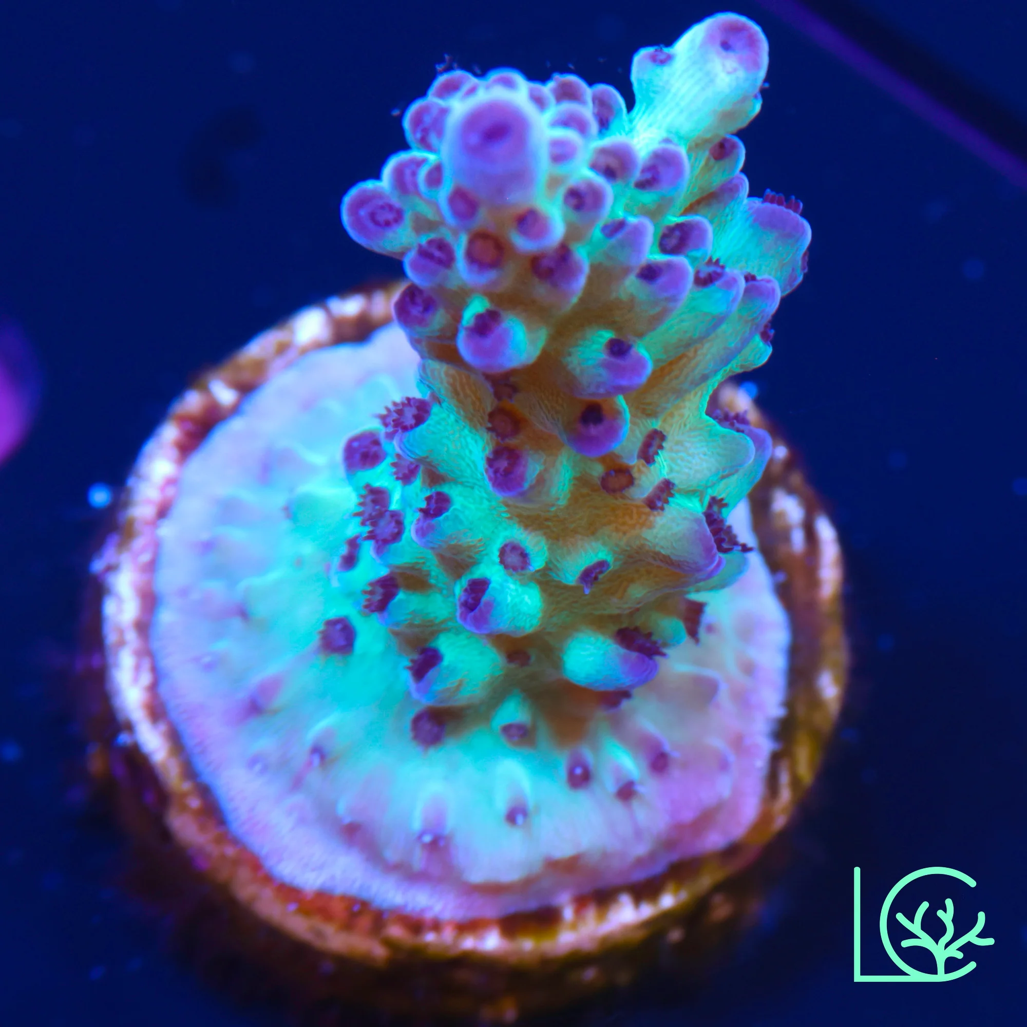 ORA Pearlberry Acropora WYSIWYG