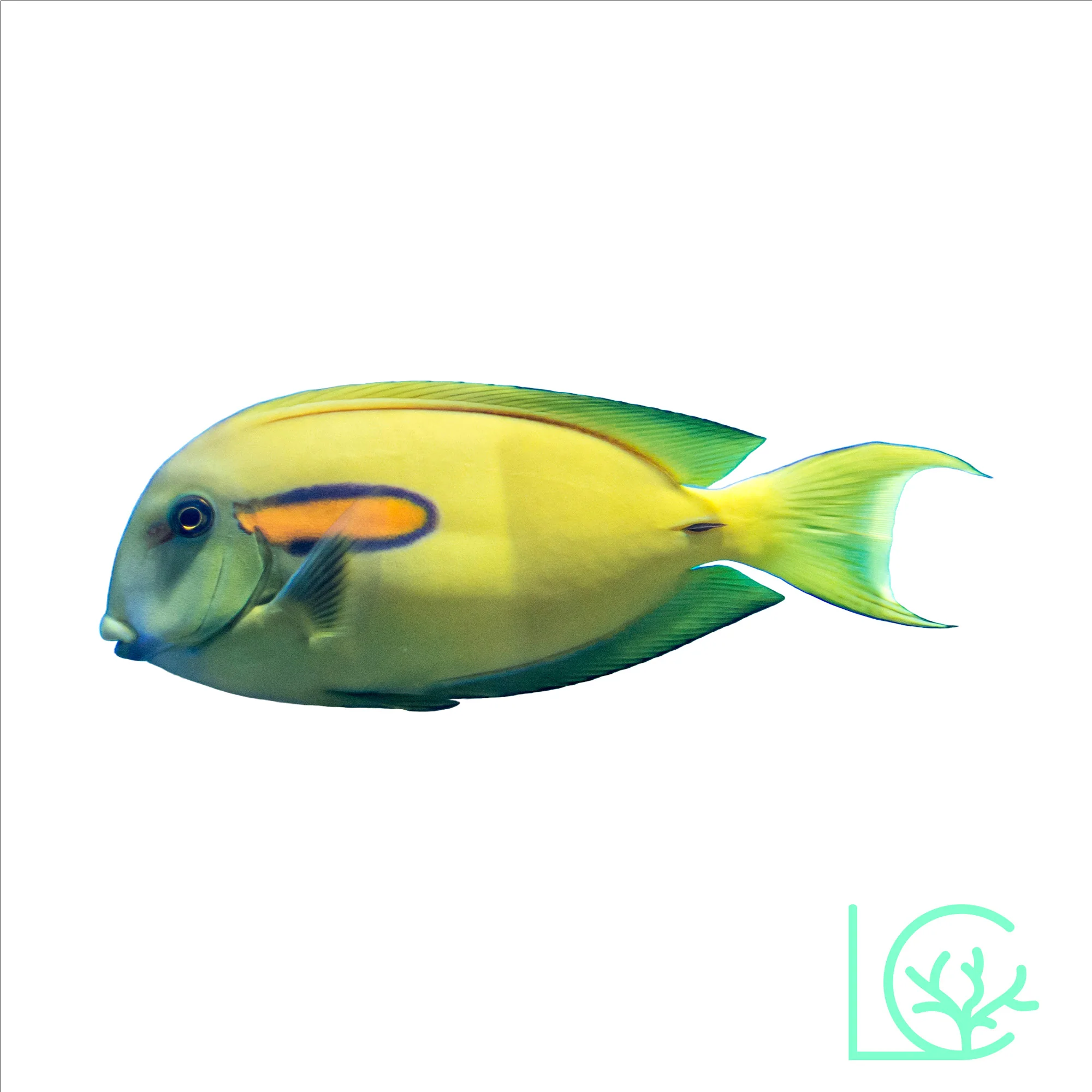 Orange Shoulder Tang