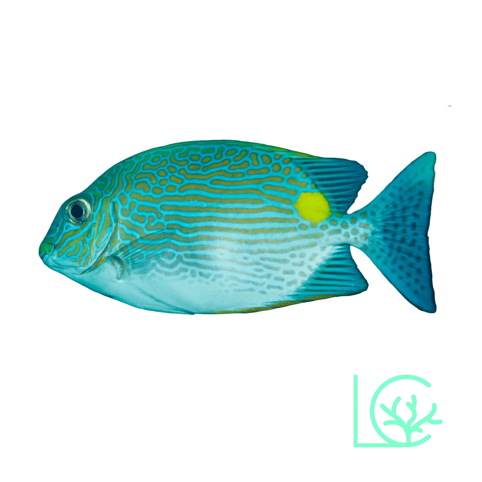 BIOTA Goldline Rabbitfish