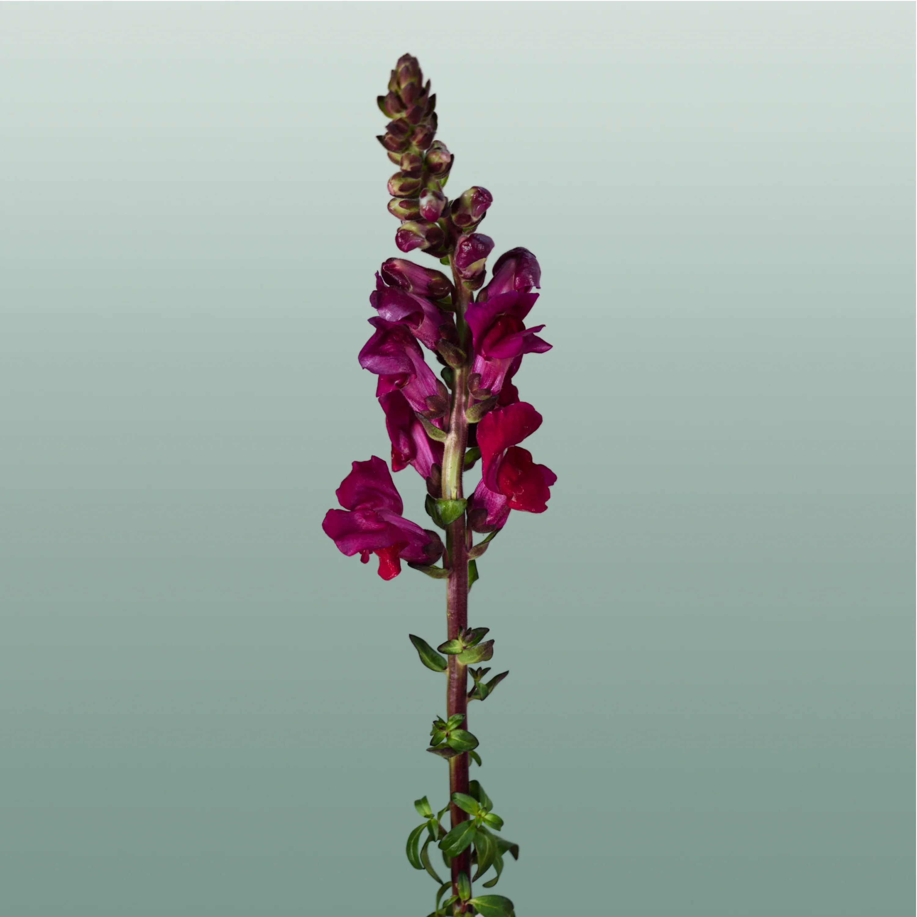 Snapdragon Antibes Red (10 Stems)