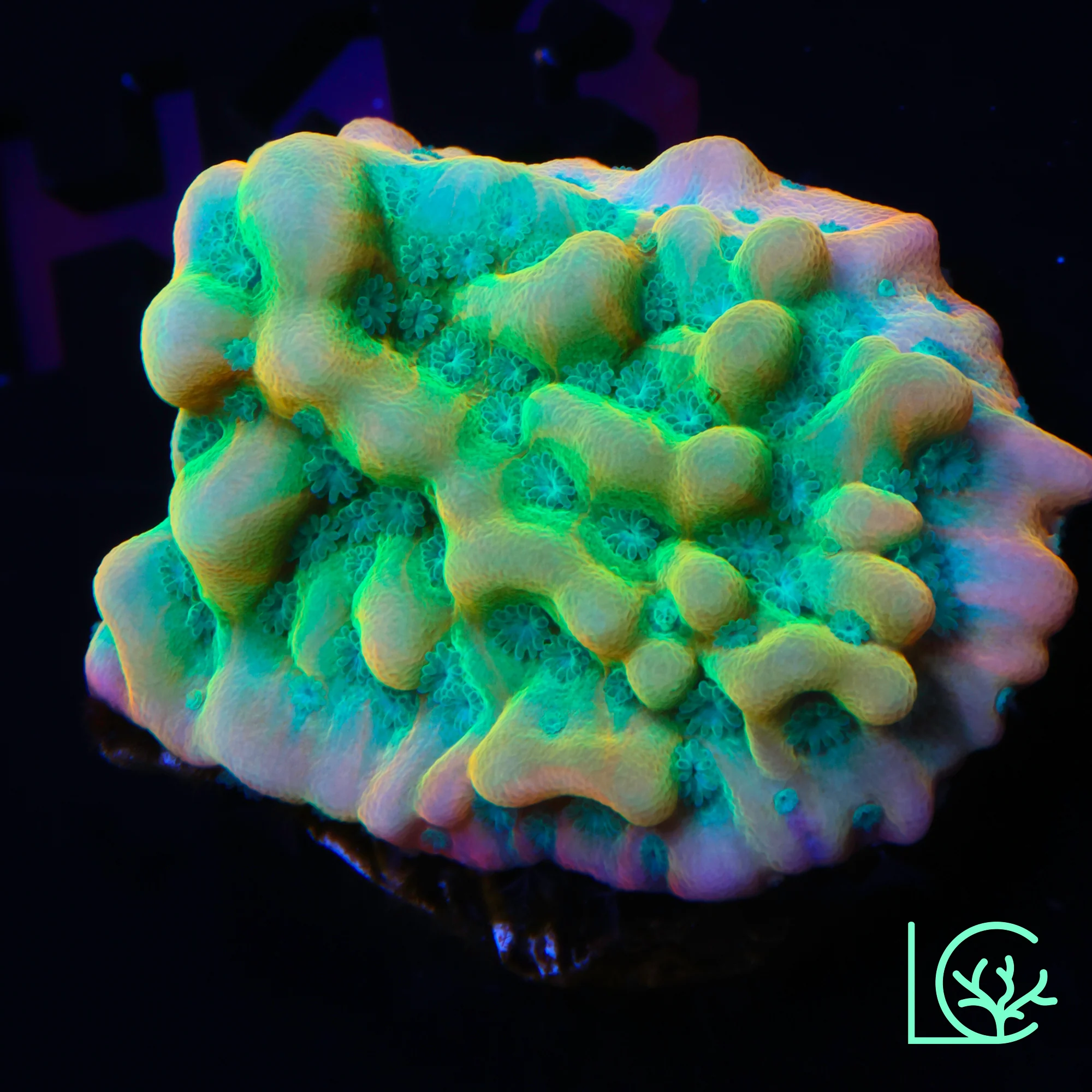 JF Beach Bum Montipora WYSIWYG