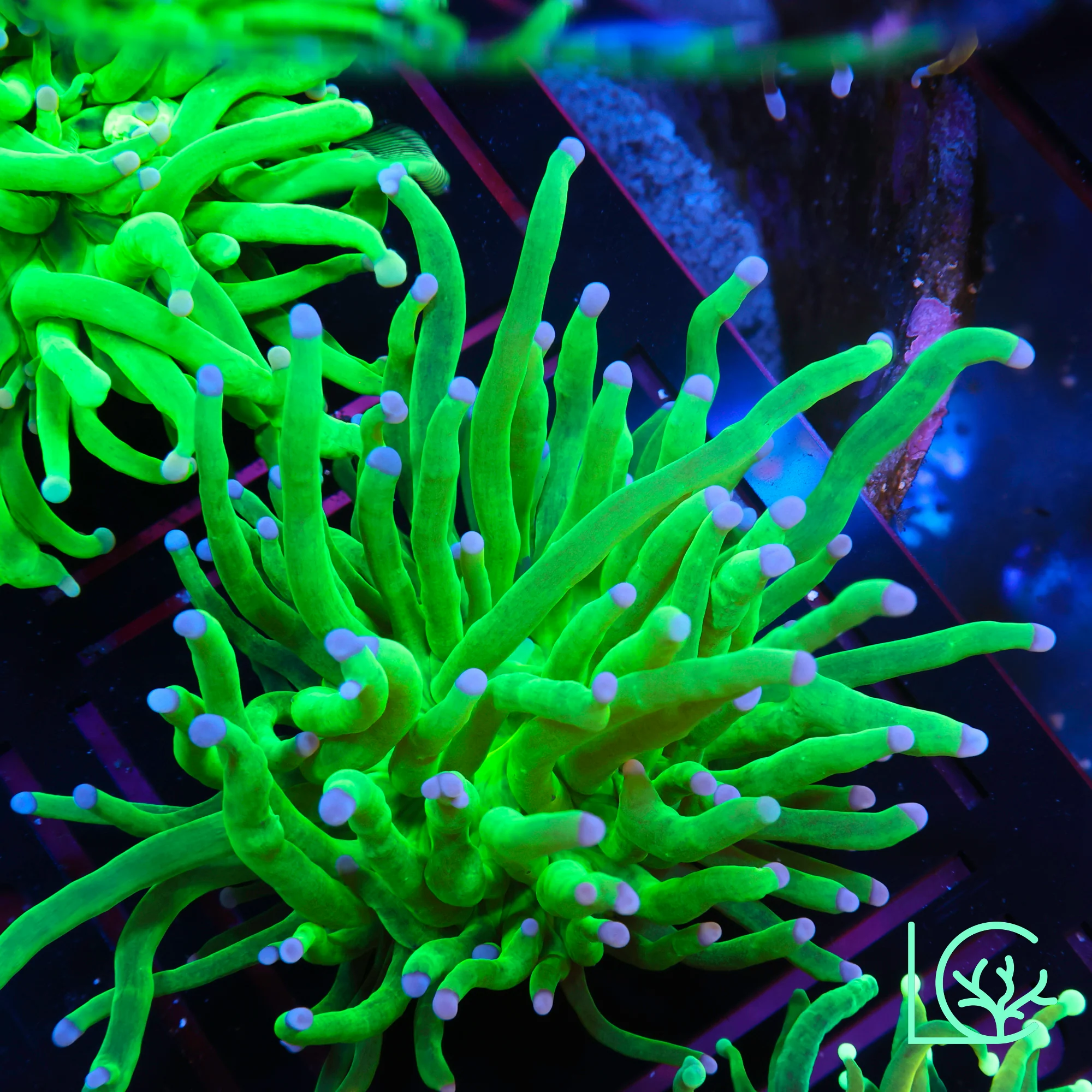 Blue Tip Holy Grail Torch WYSIWYG