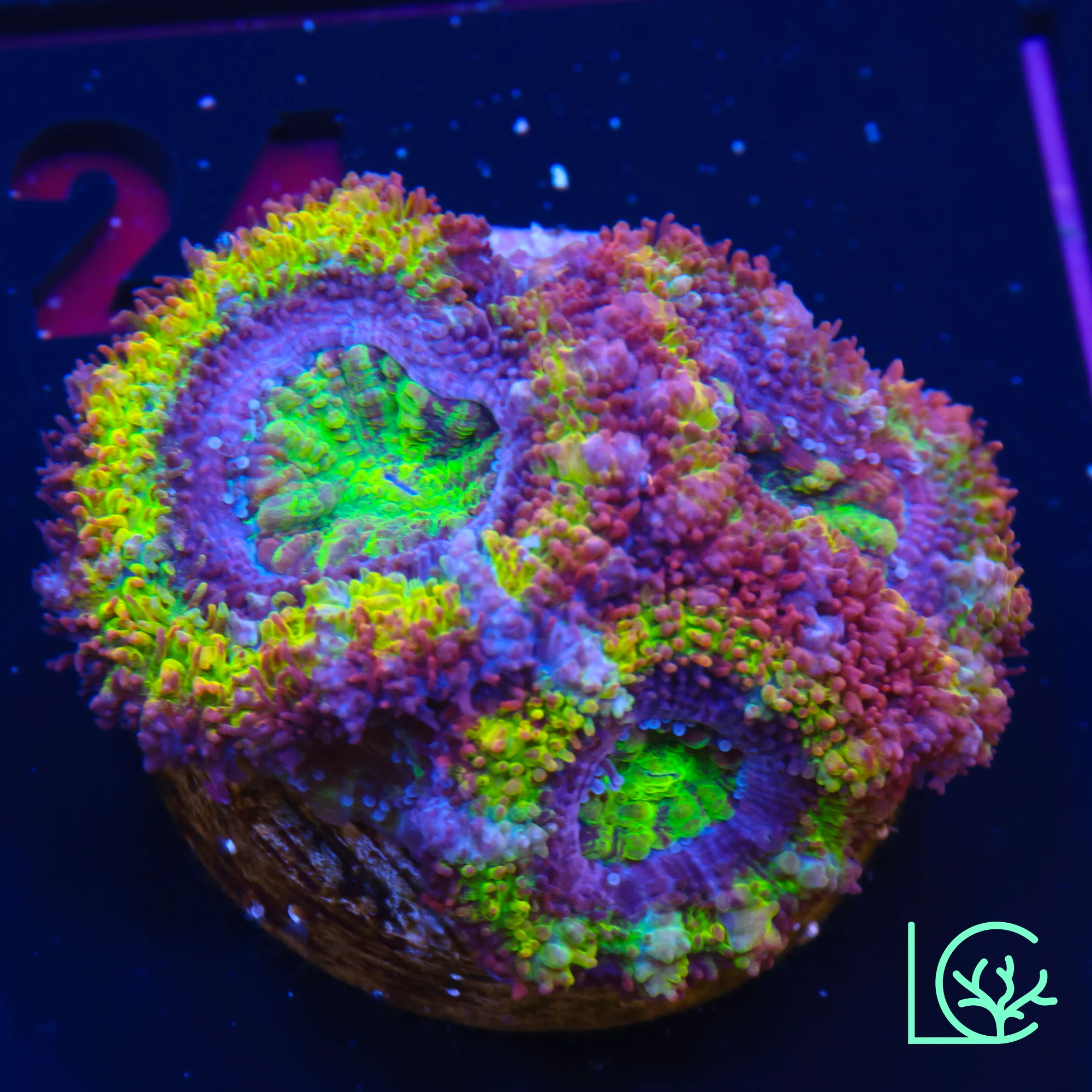 Ultra Hot Rainbow Acan WYSIWYG