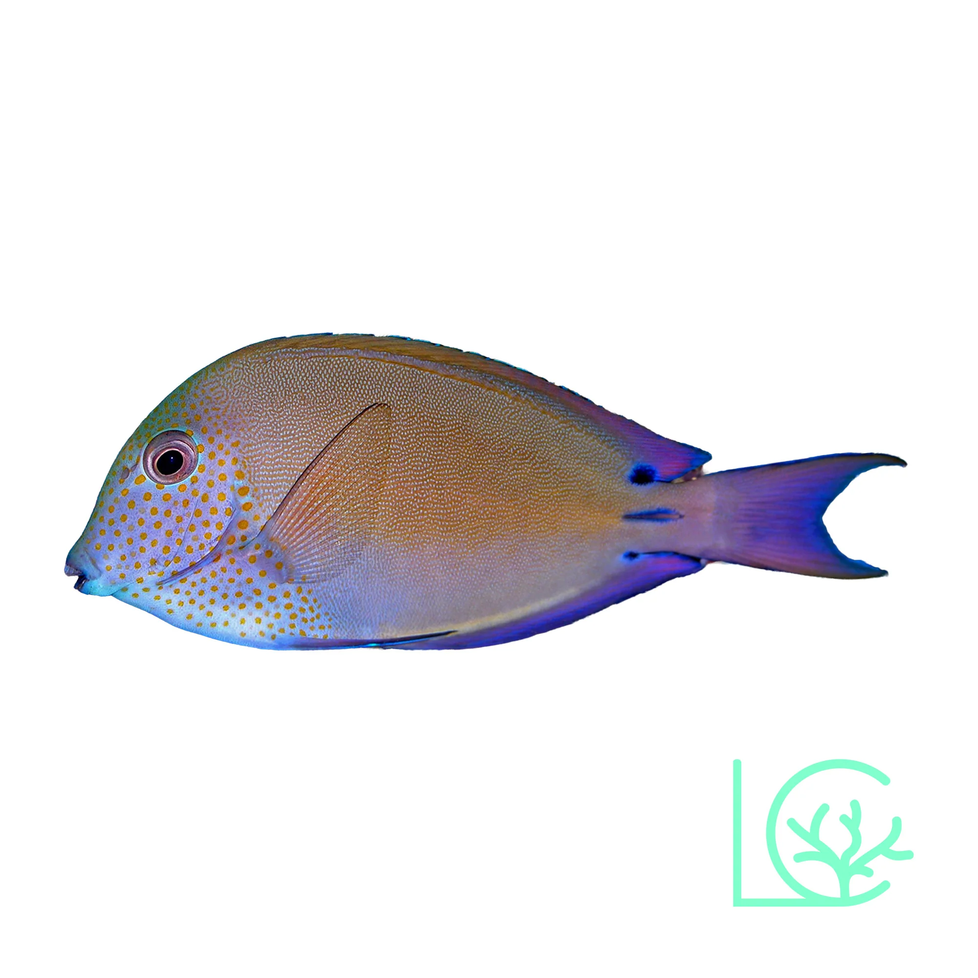 Lavender Tang