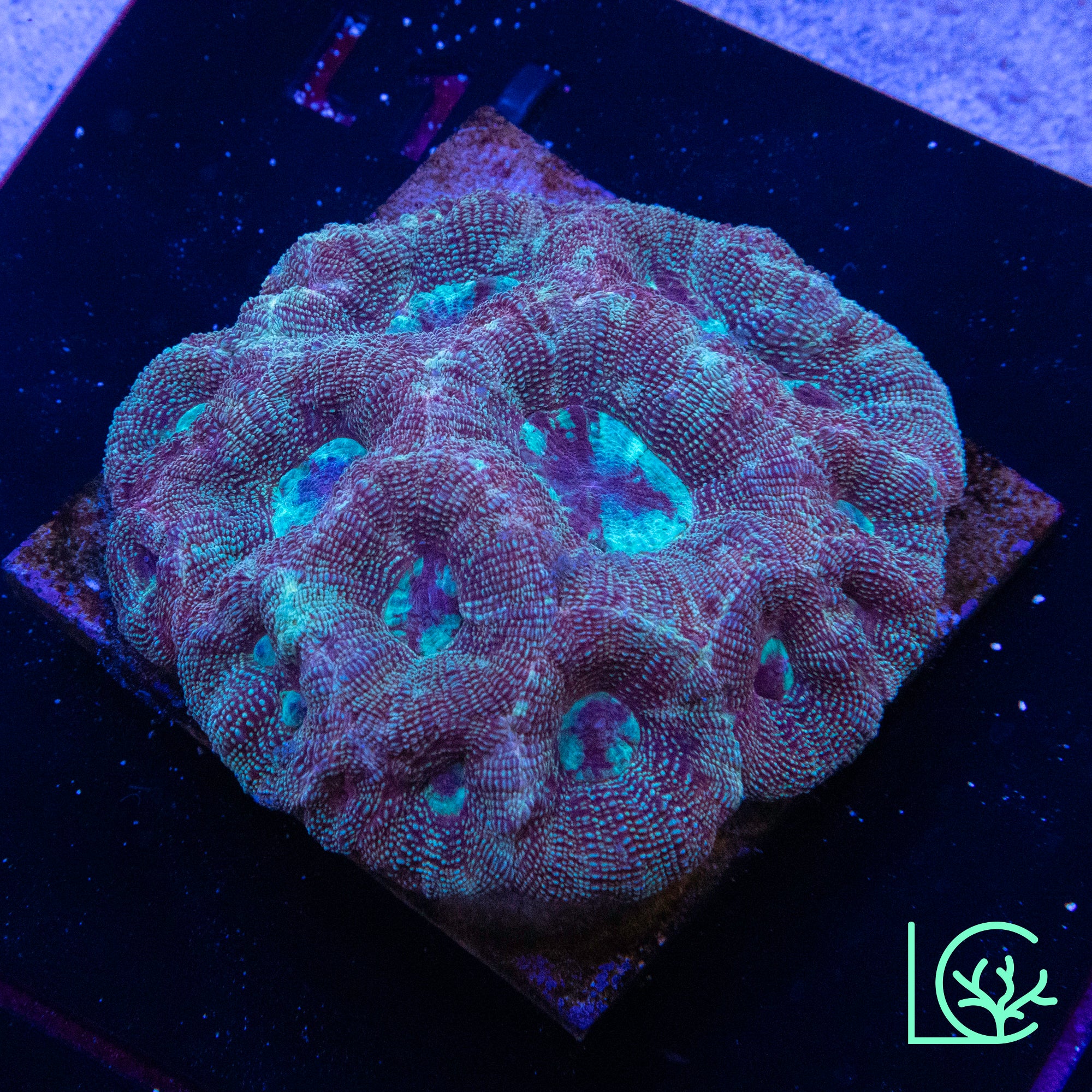 Bowerbanki Colony WYSIWYG