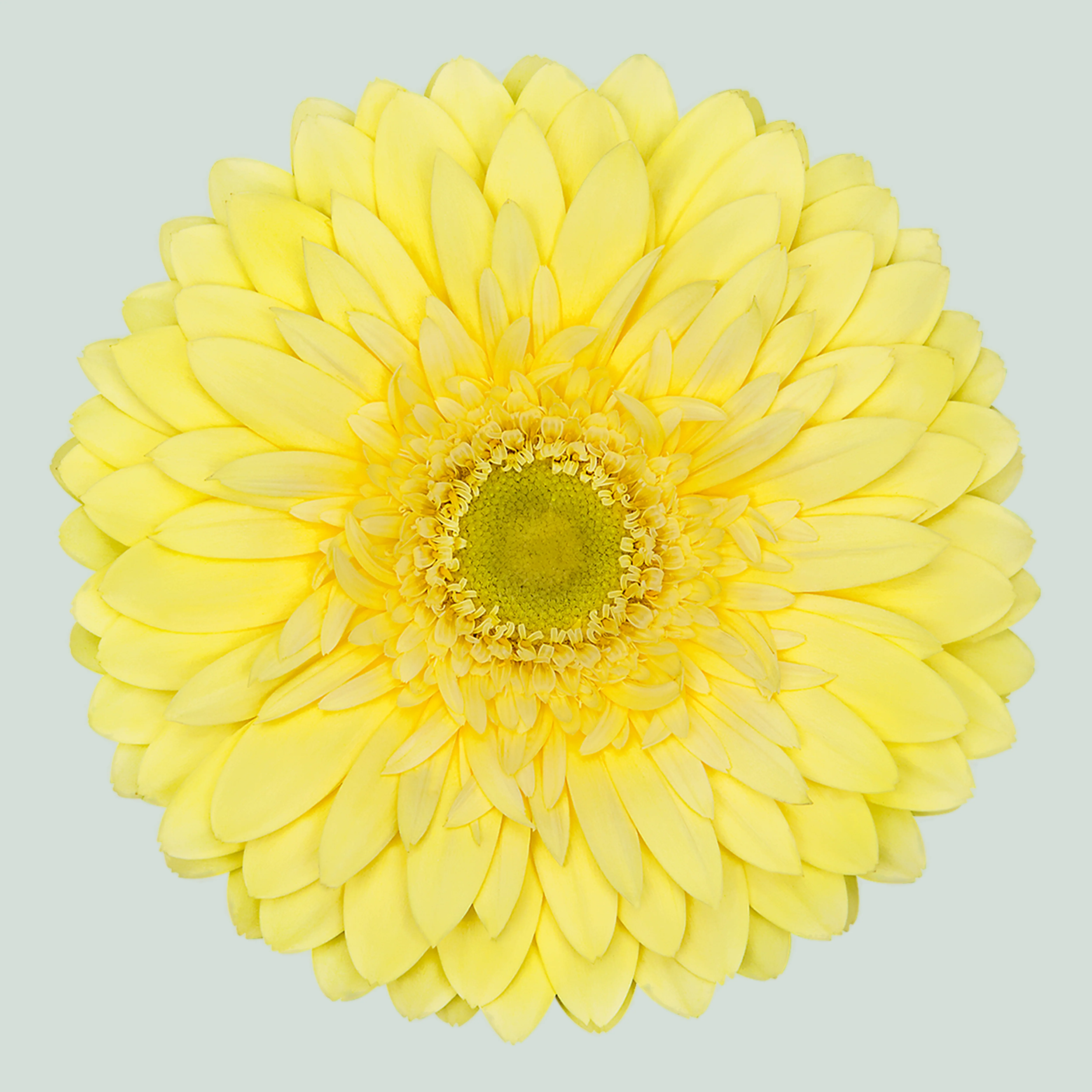 Gerbera Full Moon (15 Stems)