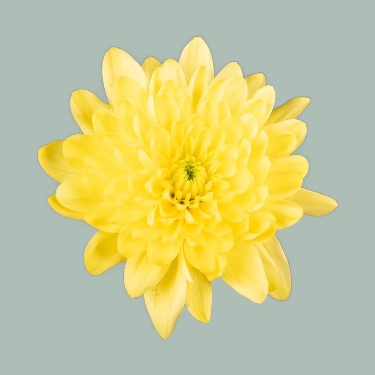 Chrysanthemum Spray Pina Colada Yellow