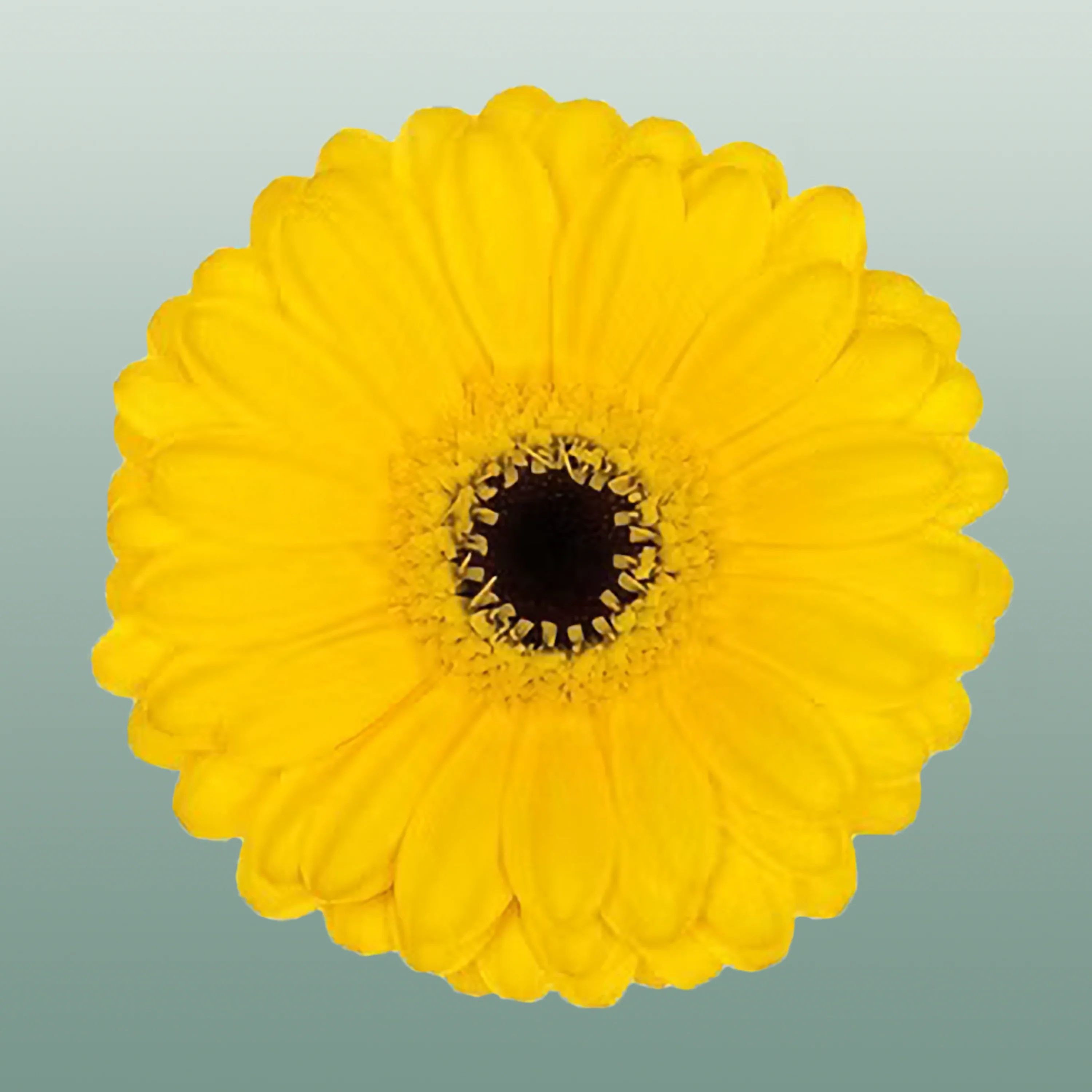 Germini Pacman