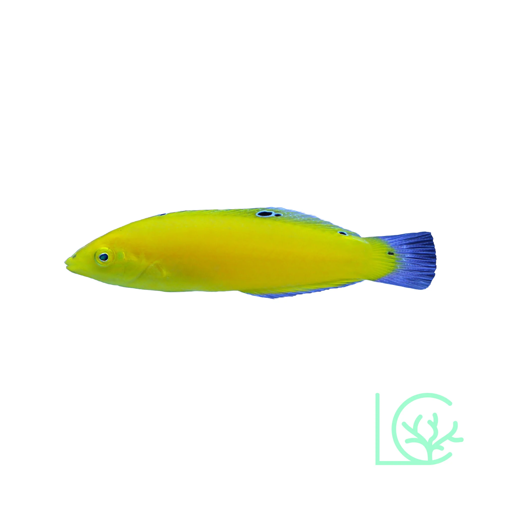 Yellow Coris Wrasse