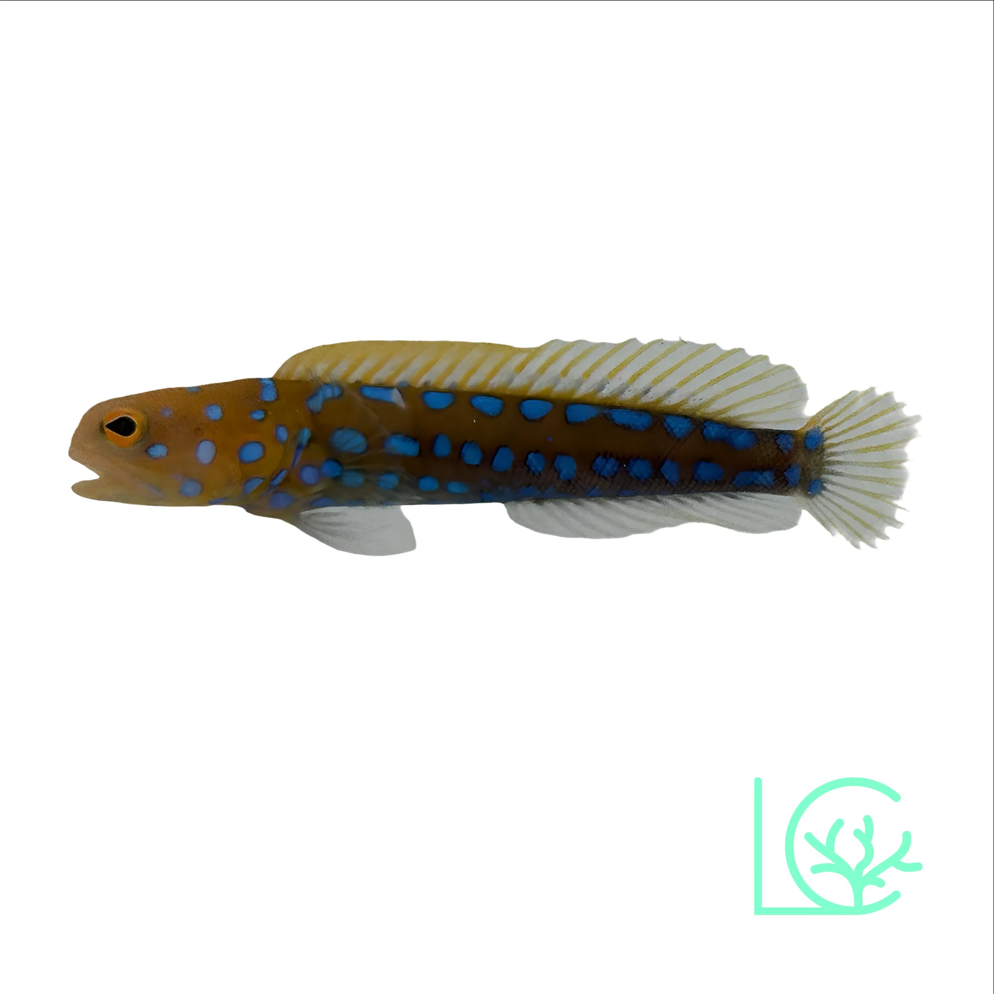 Blue Dot Jawfish
