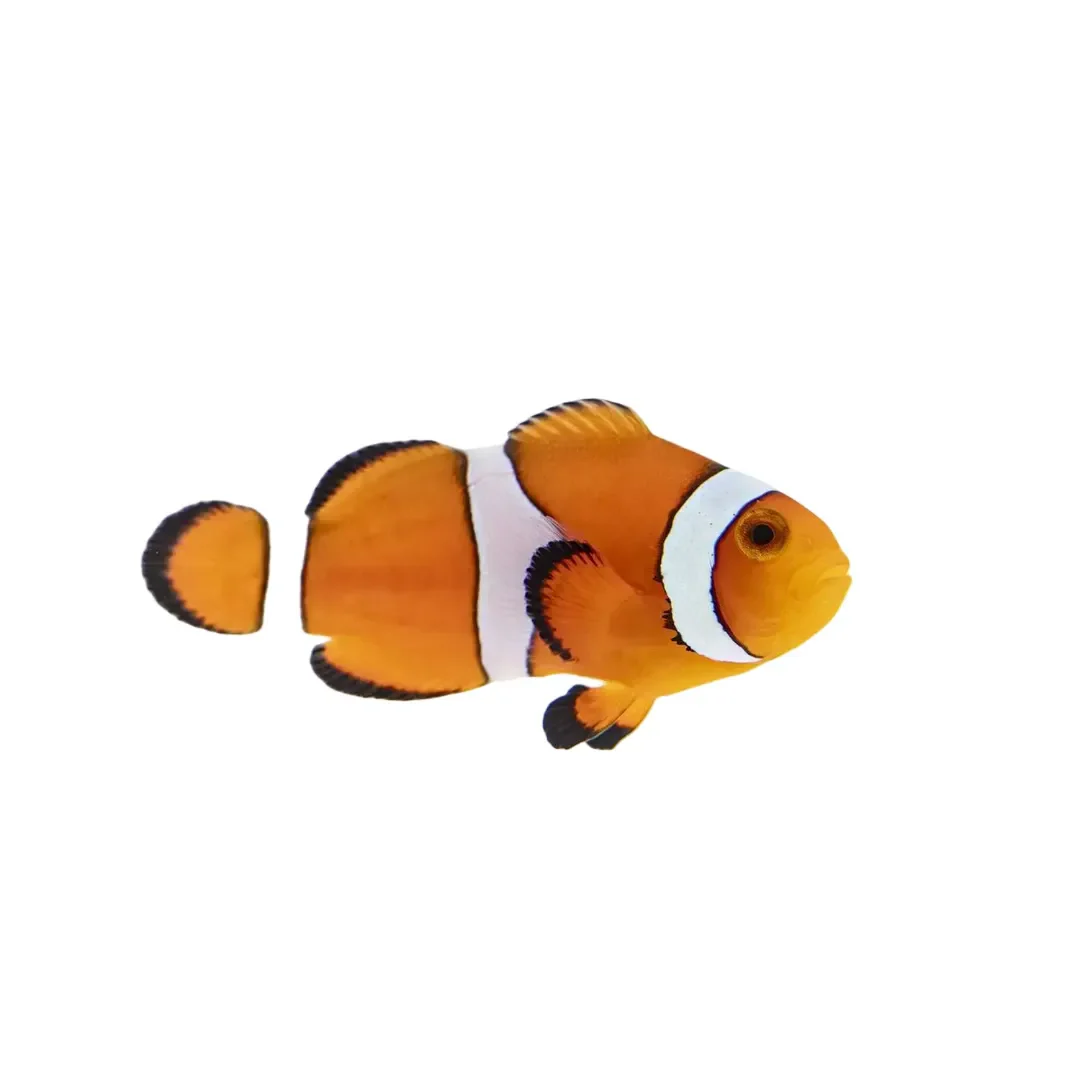 Orange Ocellaris Clownfish