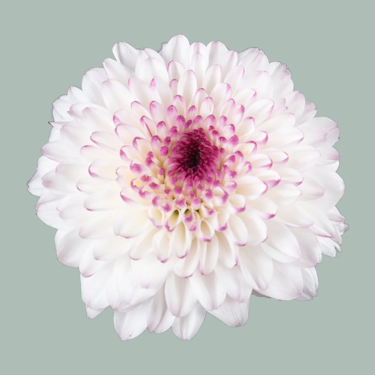 Chrysanthemum Spray Abbey