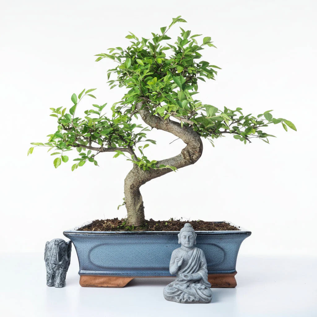 Chinese Elm (Ulmus Parvifolia) Bonsai Tree | Shaped | In 30cm Pot