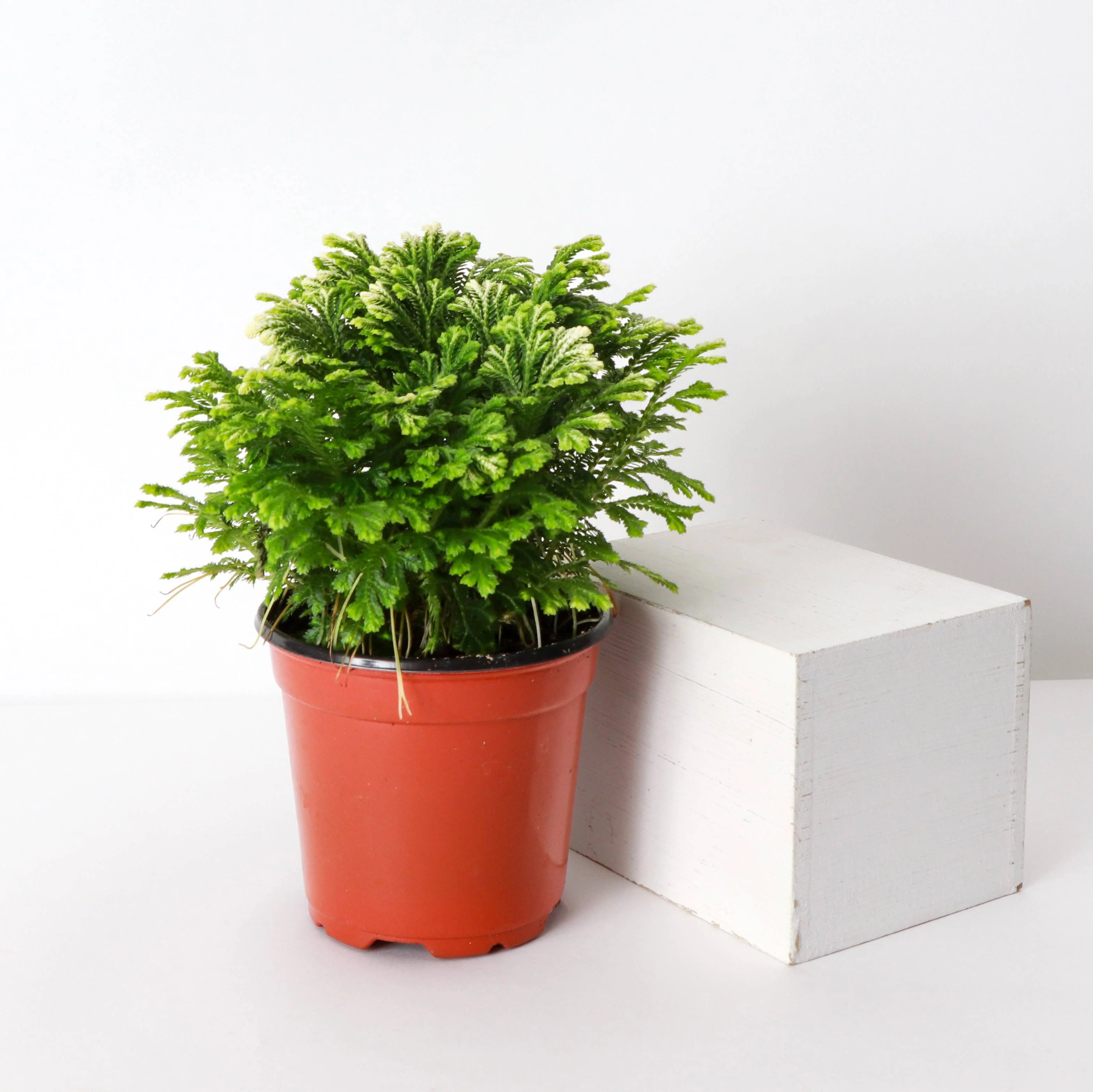 Frosty Fern Plant - Live Plant 4