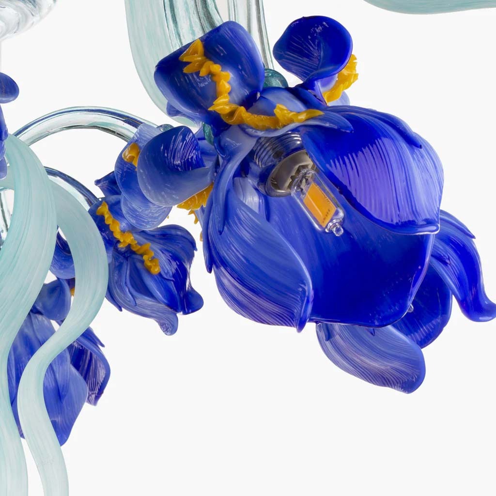 Iris Medusa