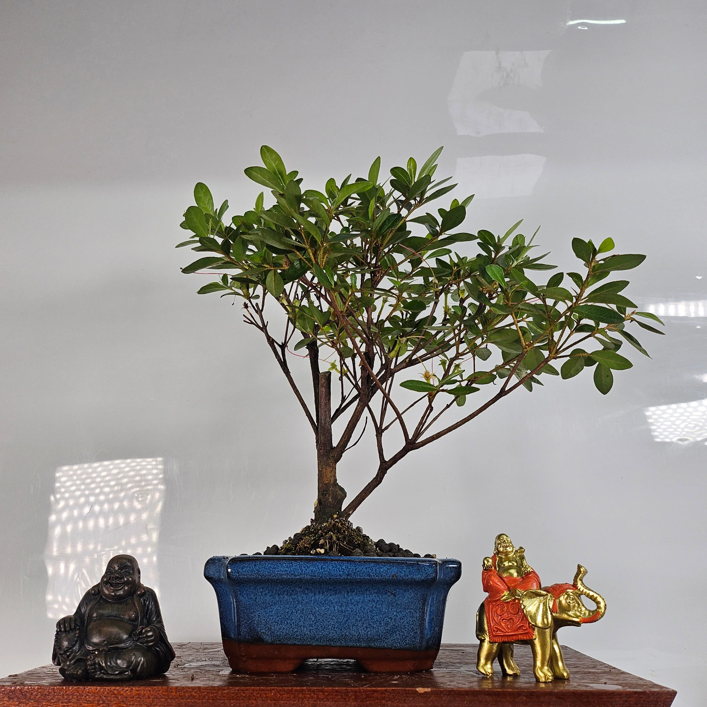 Azalea (Rhododendron) Bonsai Tree | Broom | In 15cm Pot
