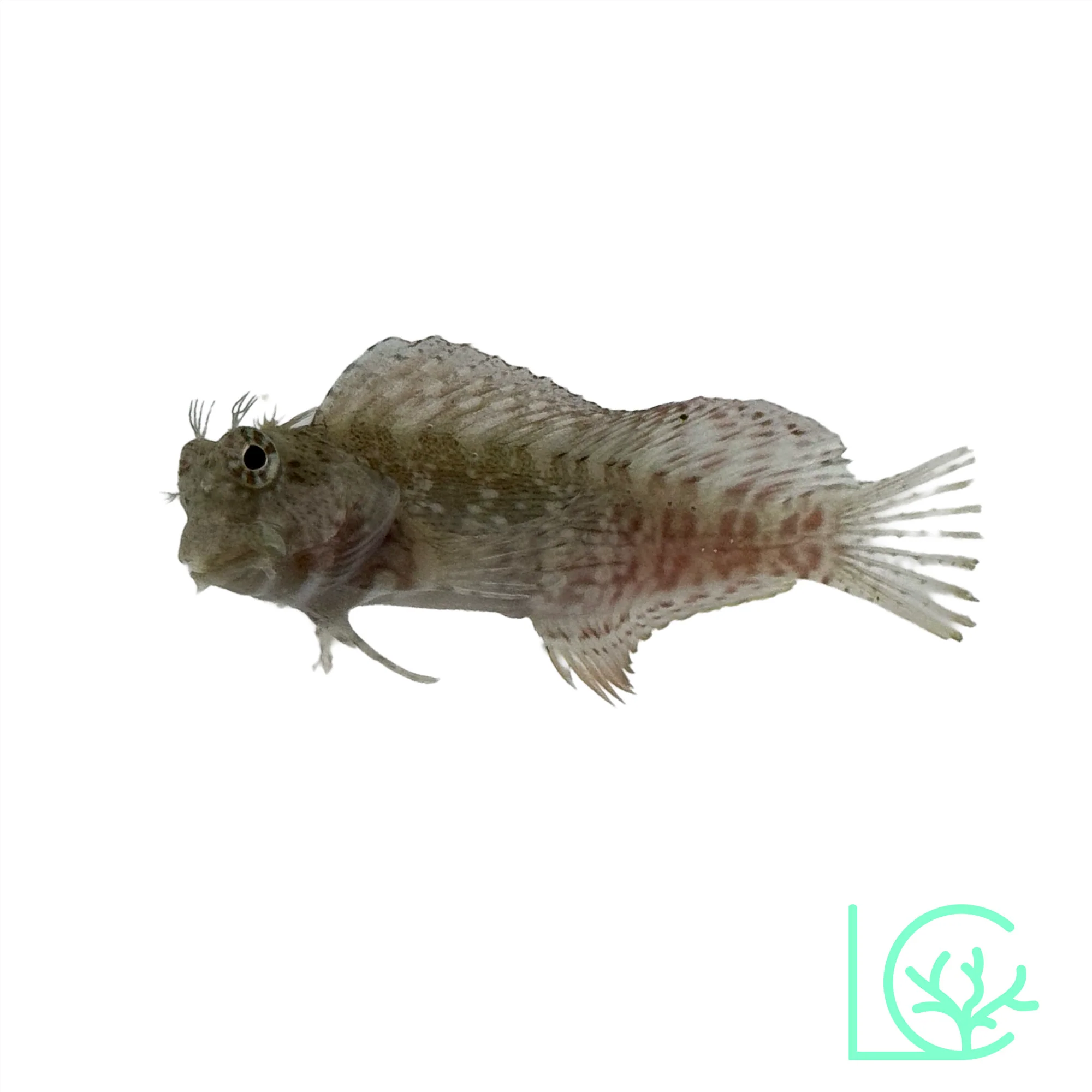 Lawnmower Sailfin Algae Blenny
