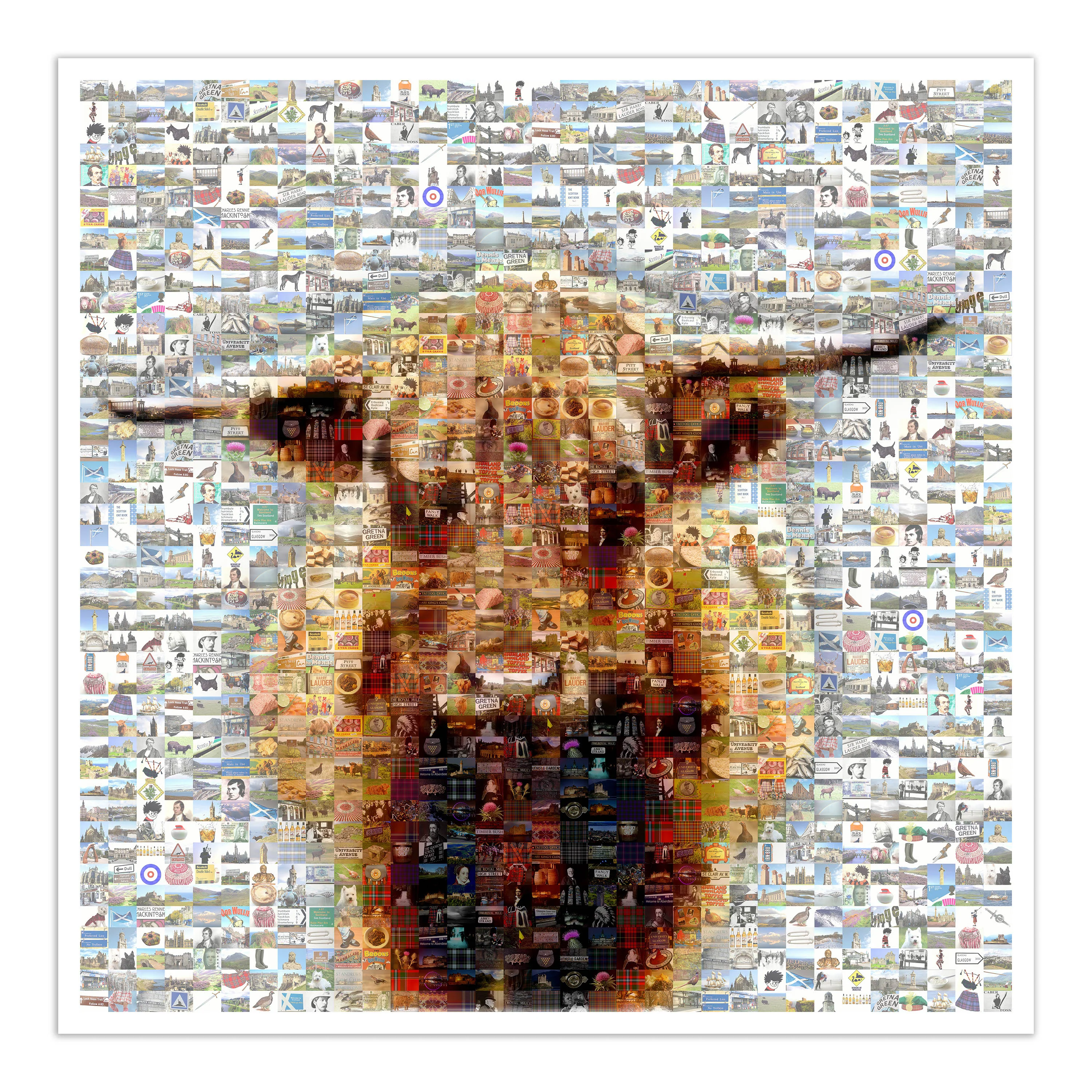 Highland Cow on White