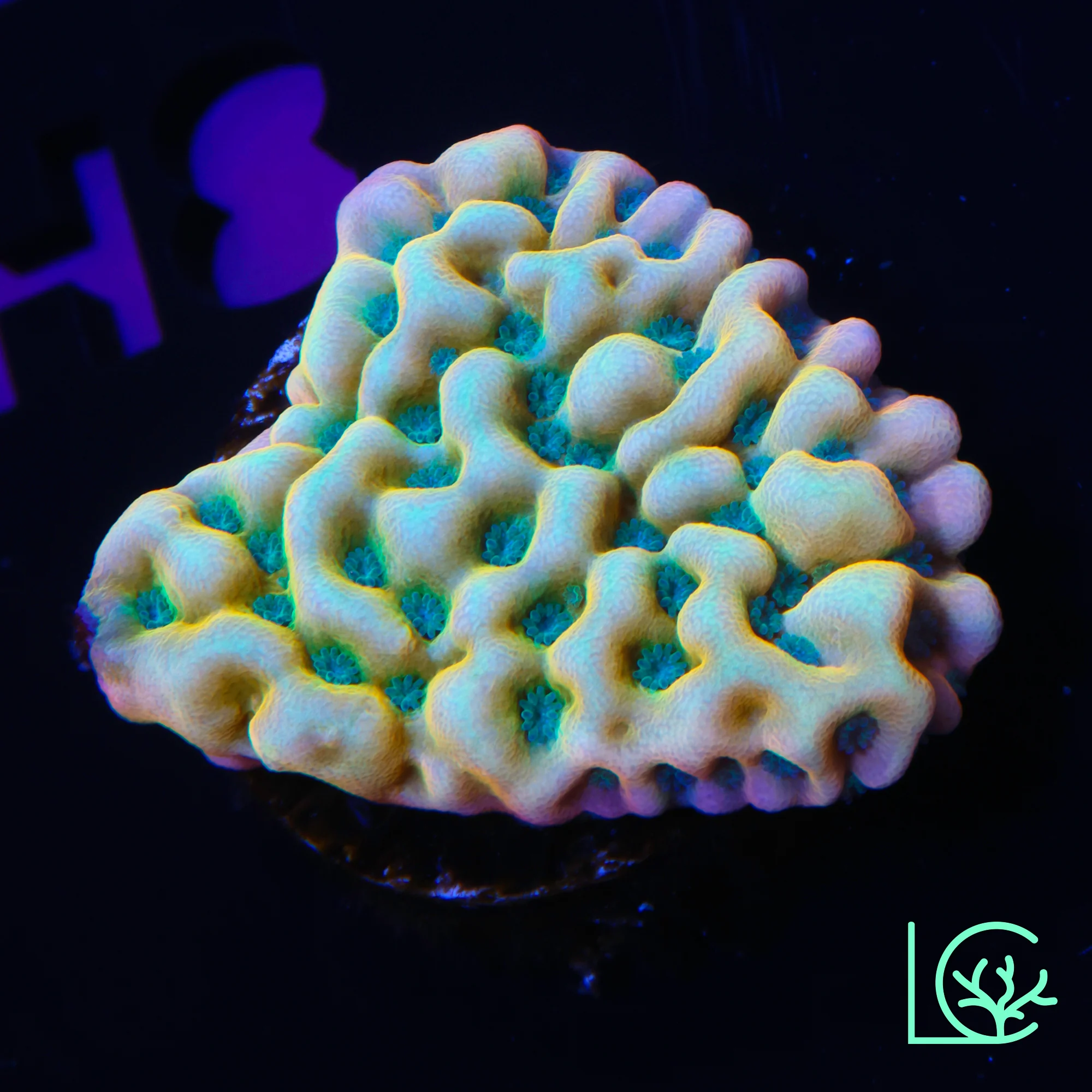 JF Kung Pow Montipora WYSIWYG