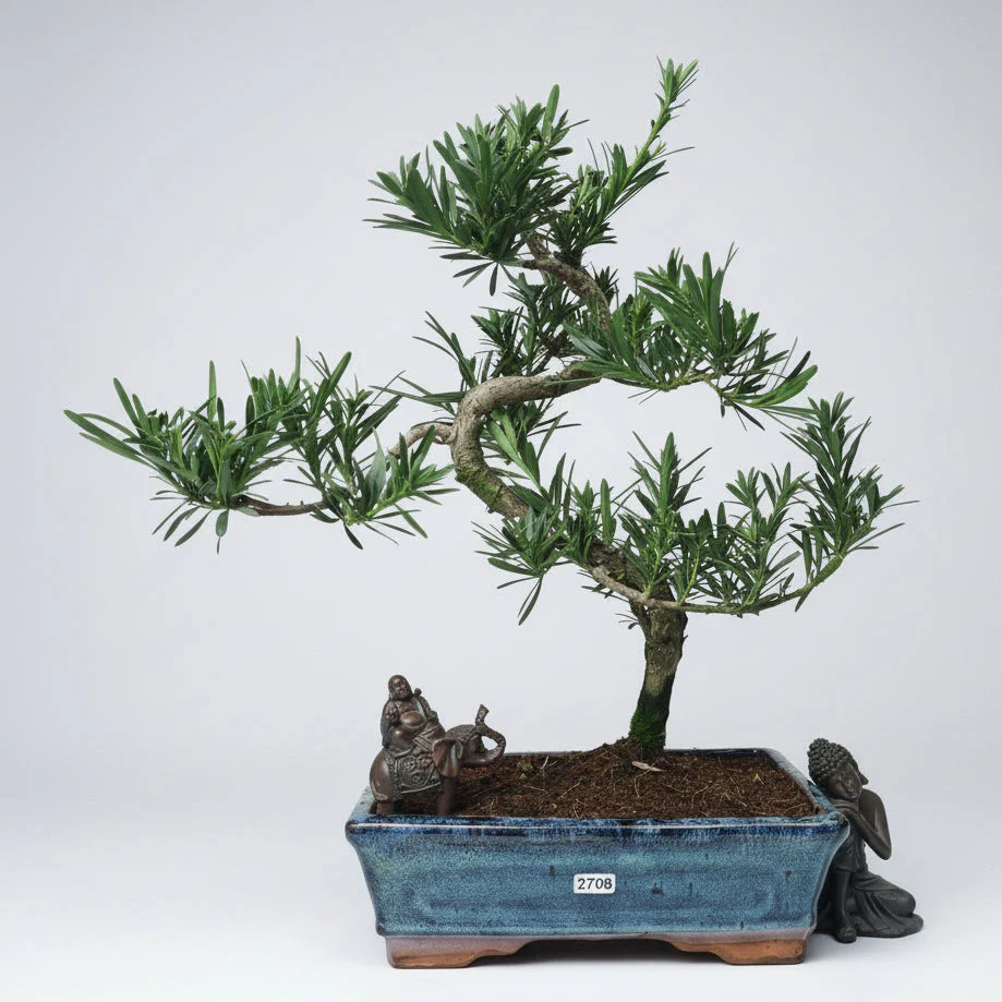 Buddhist Pine (Podocarpus Micro) Bonsai Tree | Shaped | In 25cm Pot