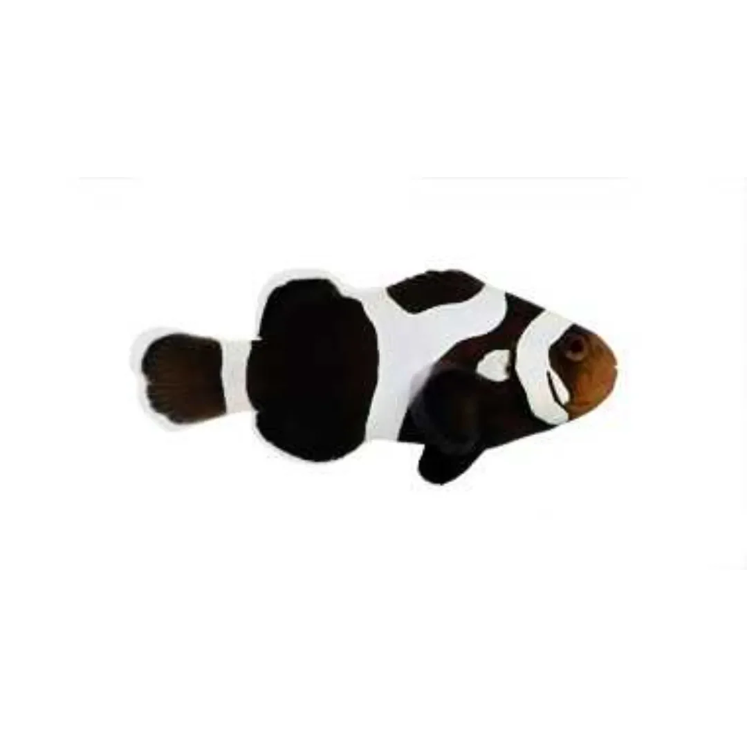 Black Gladiator Clownfish