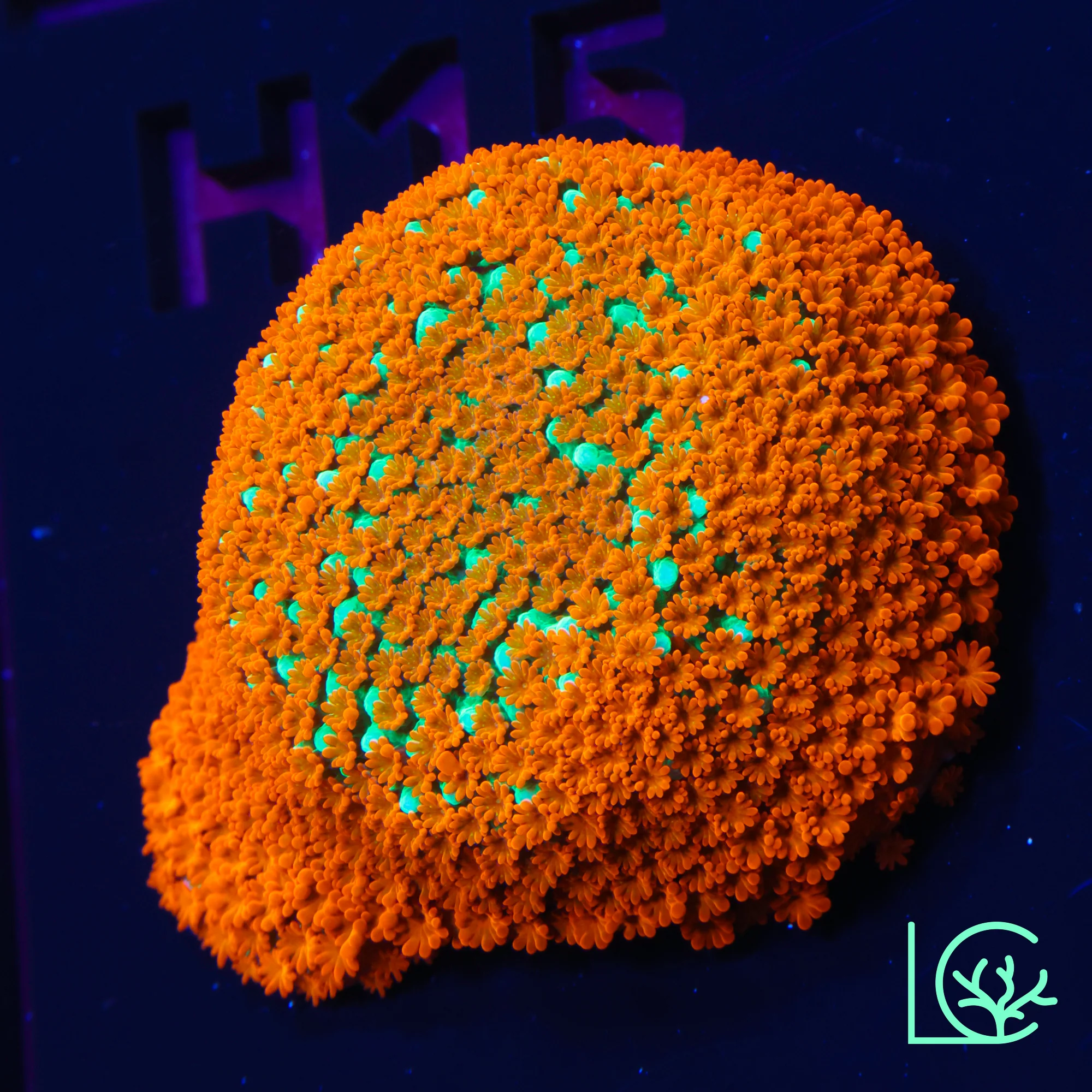 JF Aquaman Montipora WYSIWYG
