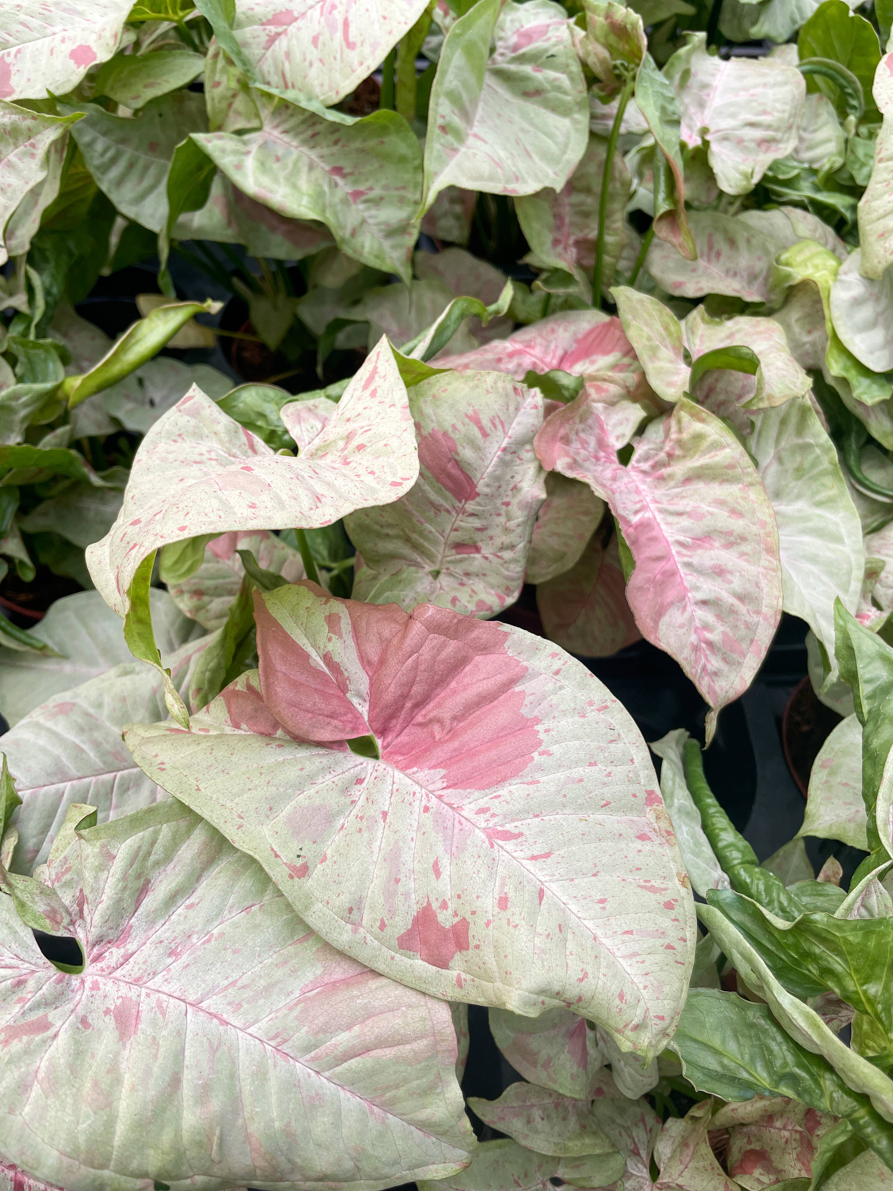 Syngonium Milk Confetti - 4