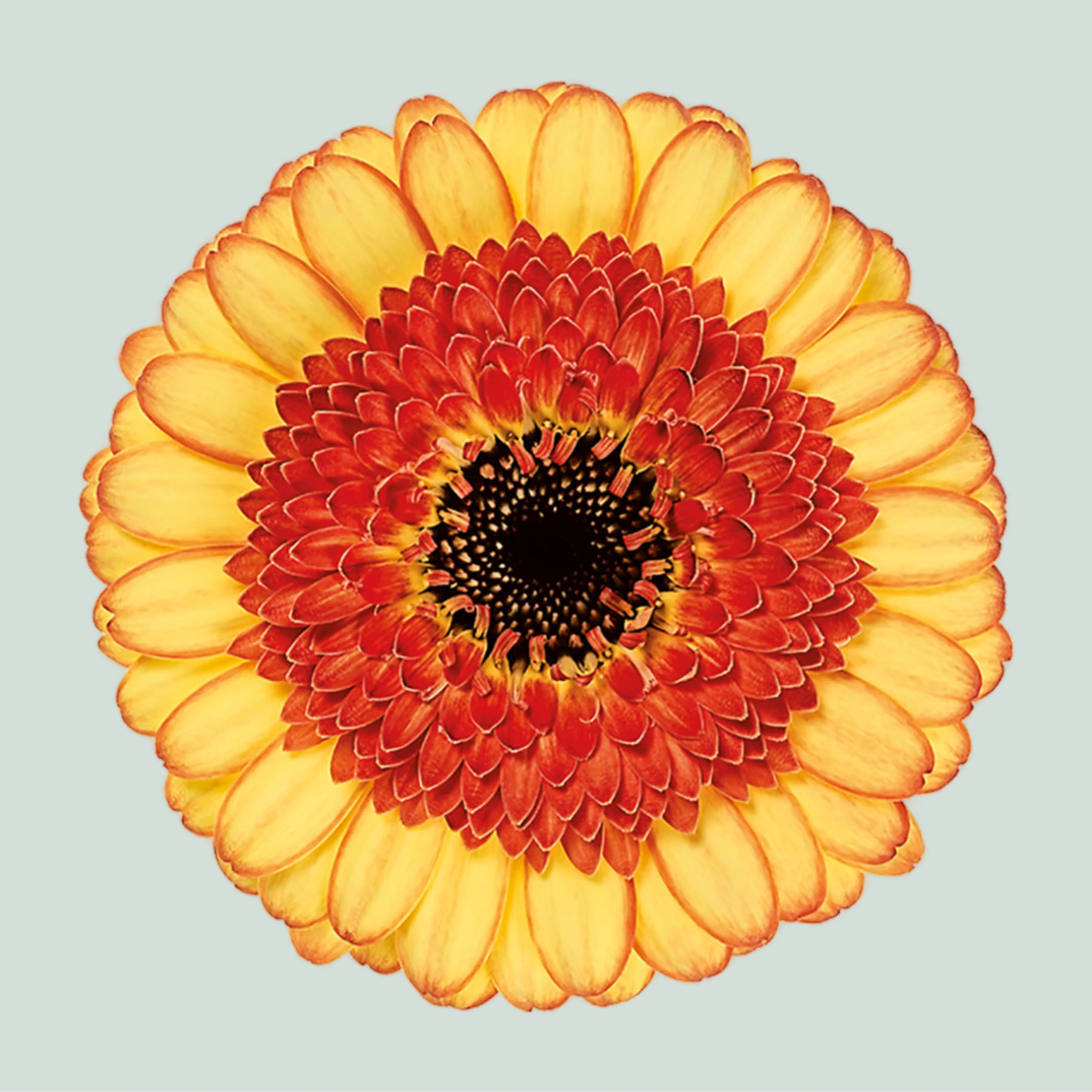 Germini Decora (20 Stems)