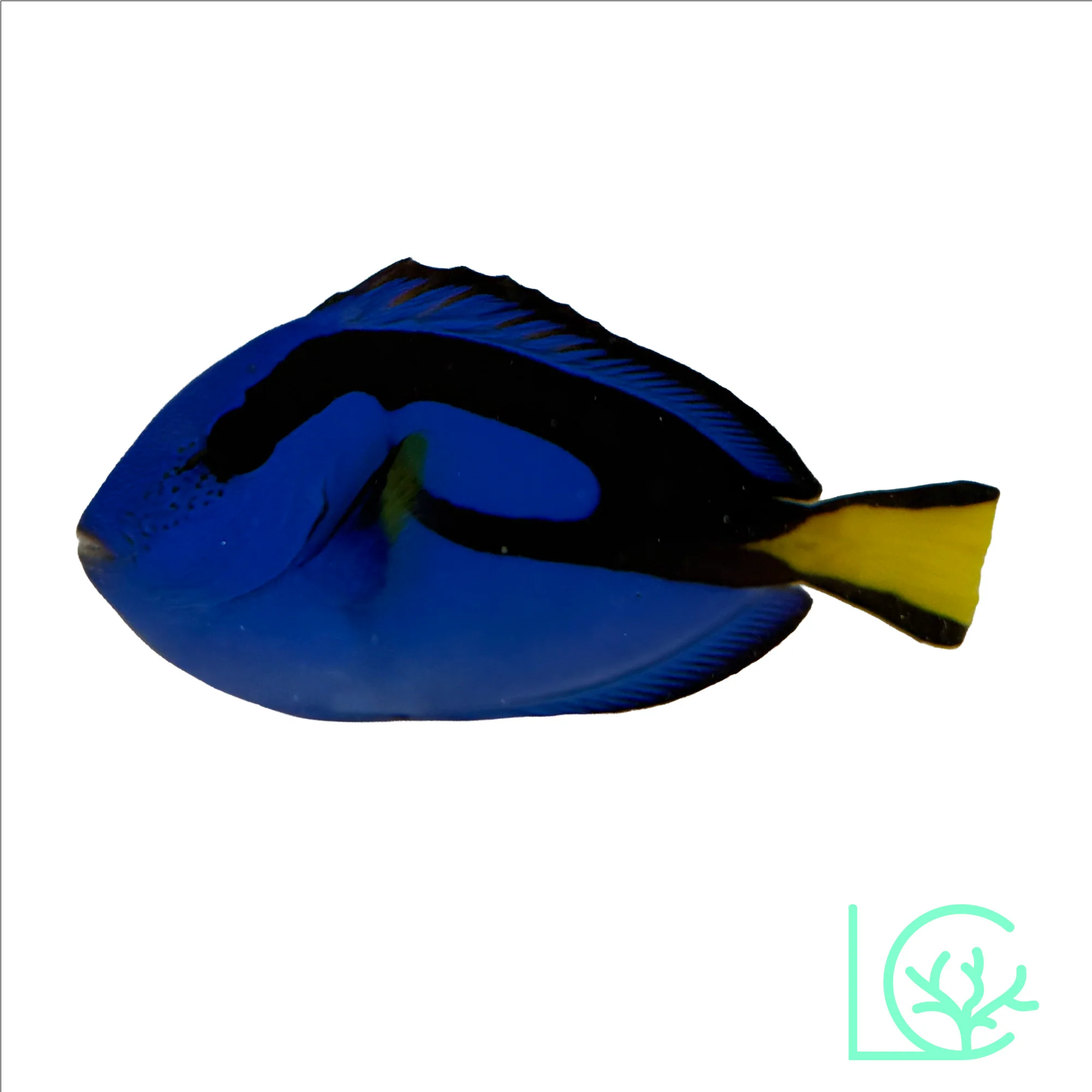 Blue Hippo Tang