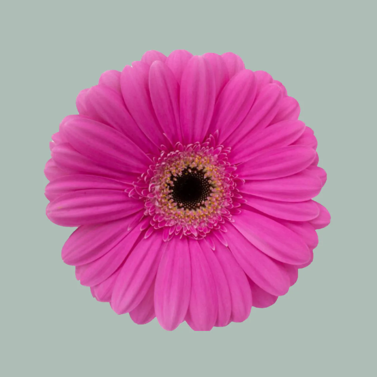 Gerbera Aladin (15 Stems)