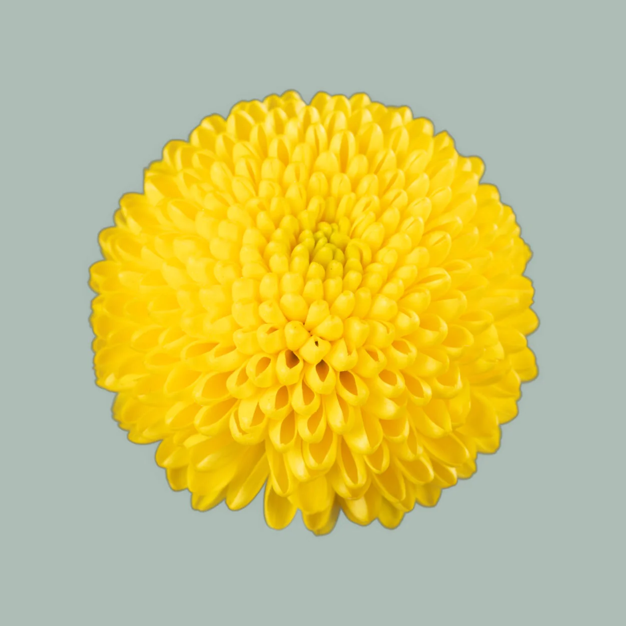 Chrysanthemum Spray Limoncello