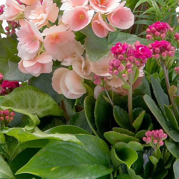 Lush Dish Garden