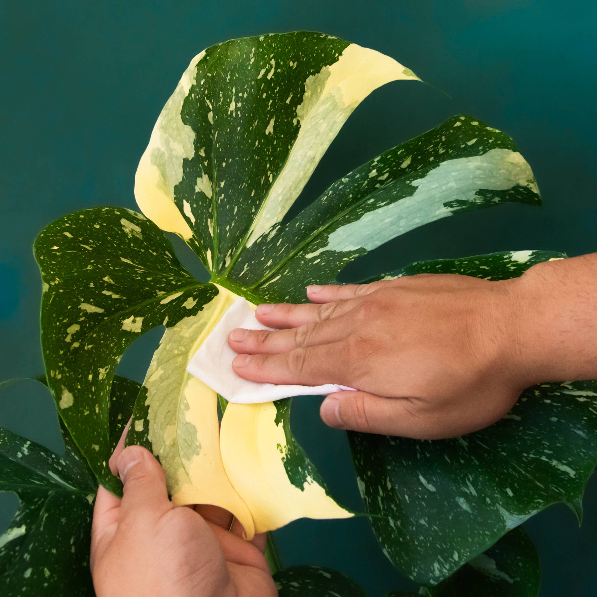 Plant Cleansing Wipes | Palm | Neem Oil Infused