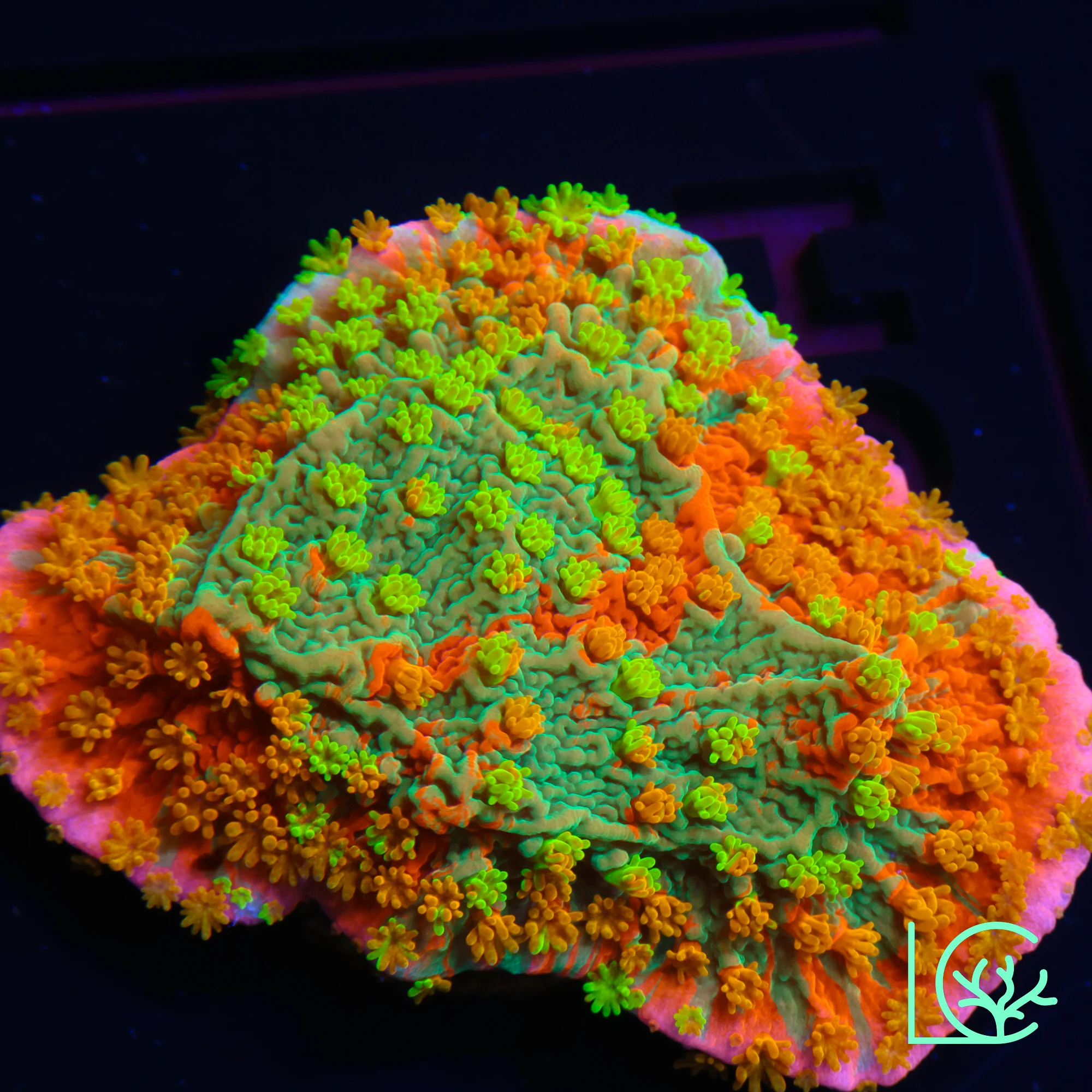 Sunfire Grafted Montipora WYSIWYG