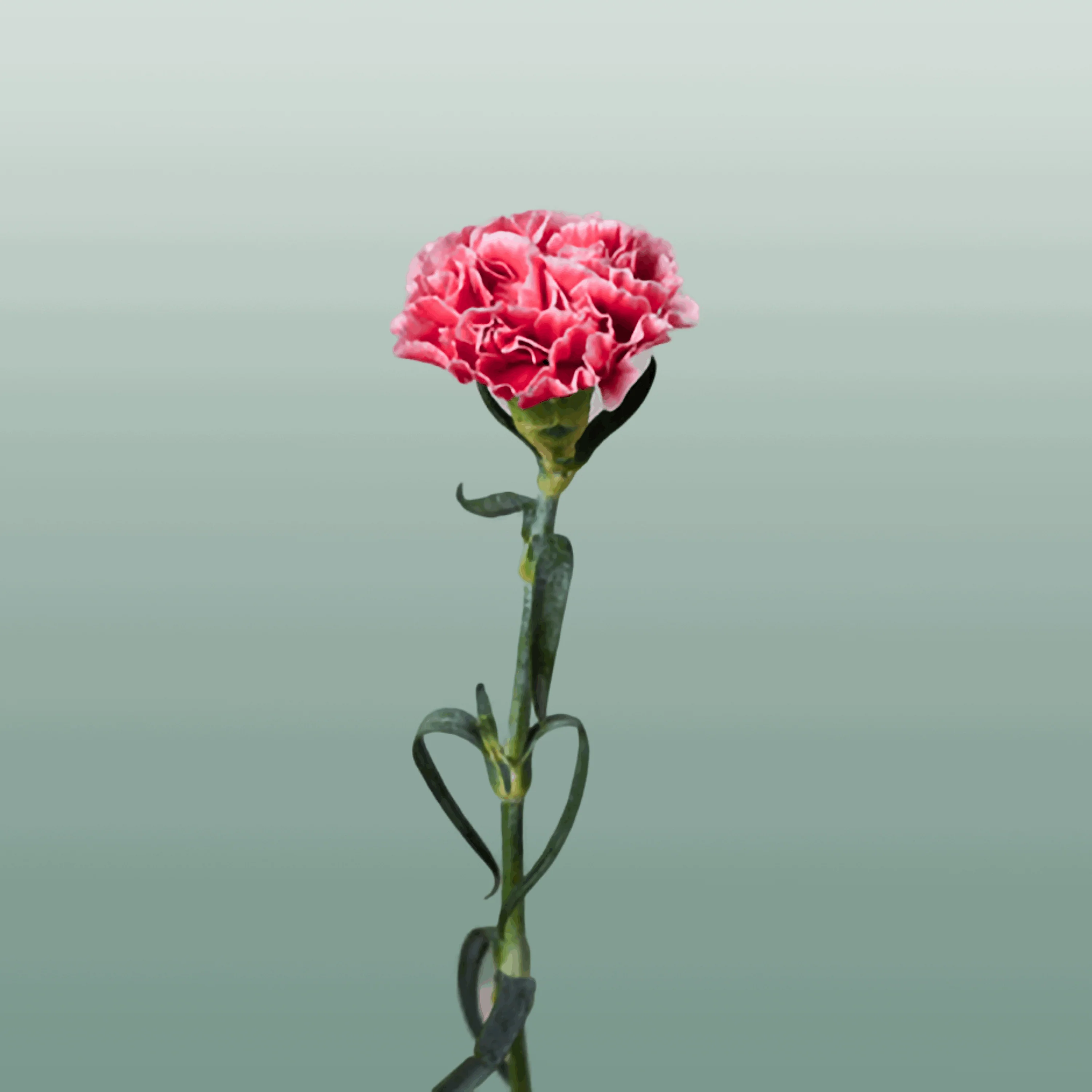 Carnation Standard Cheerio (20 Stems)