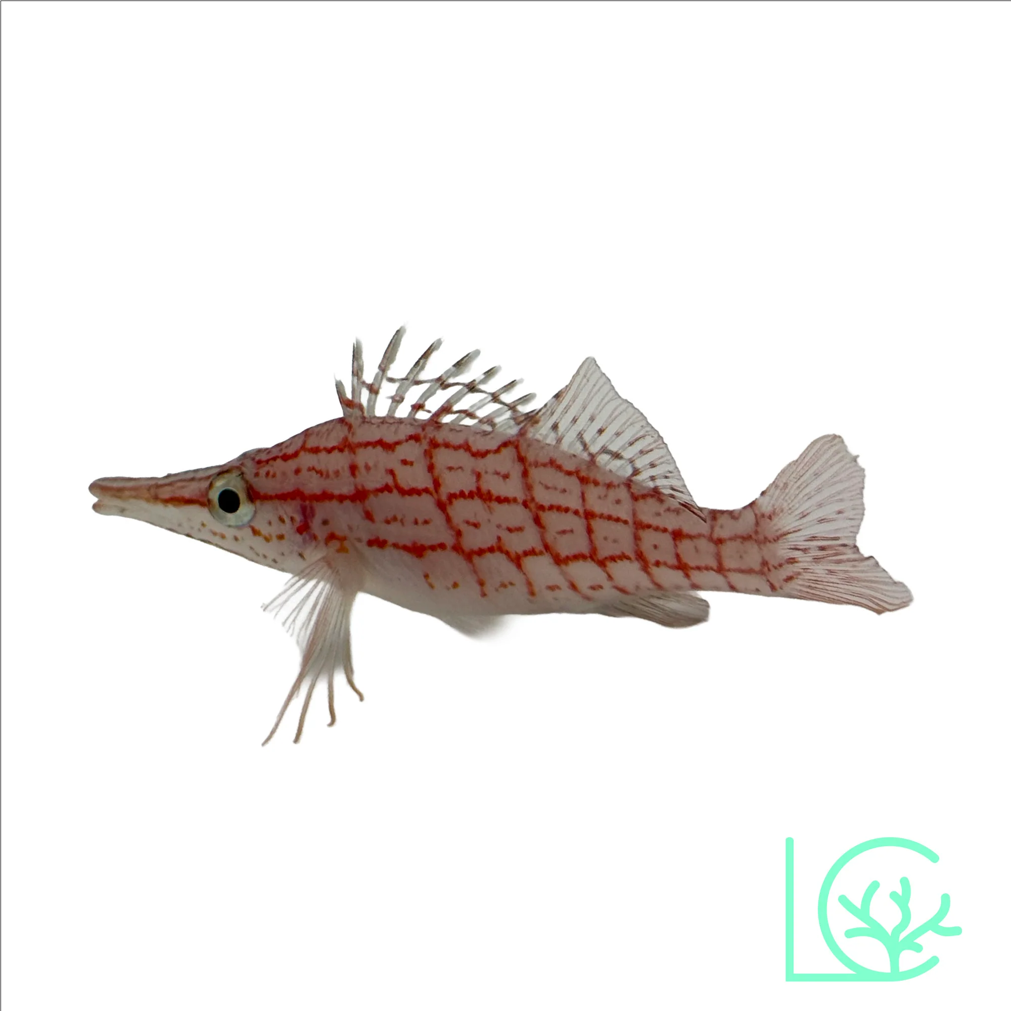 Longnose Hawkfish