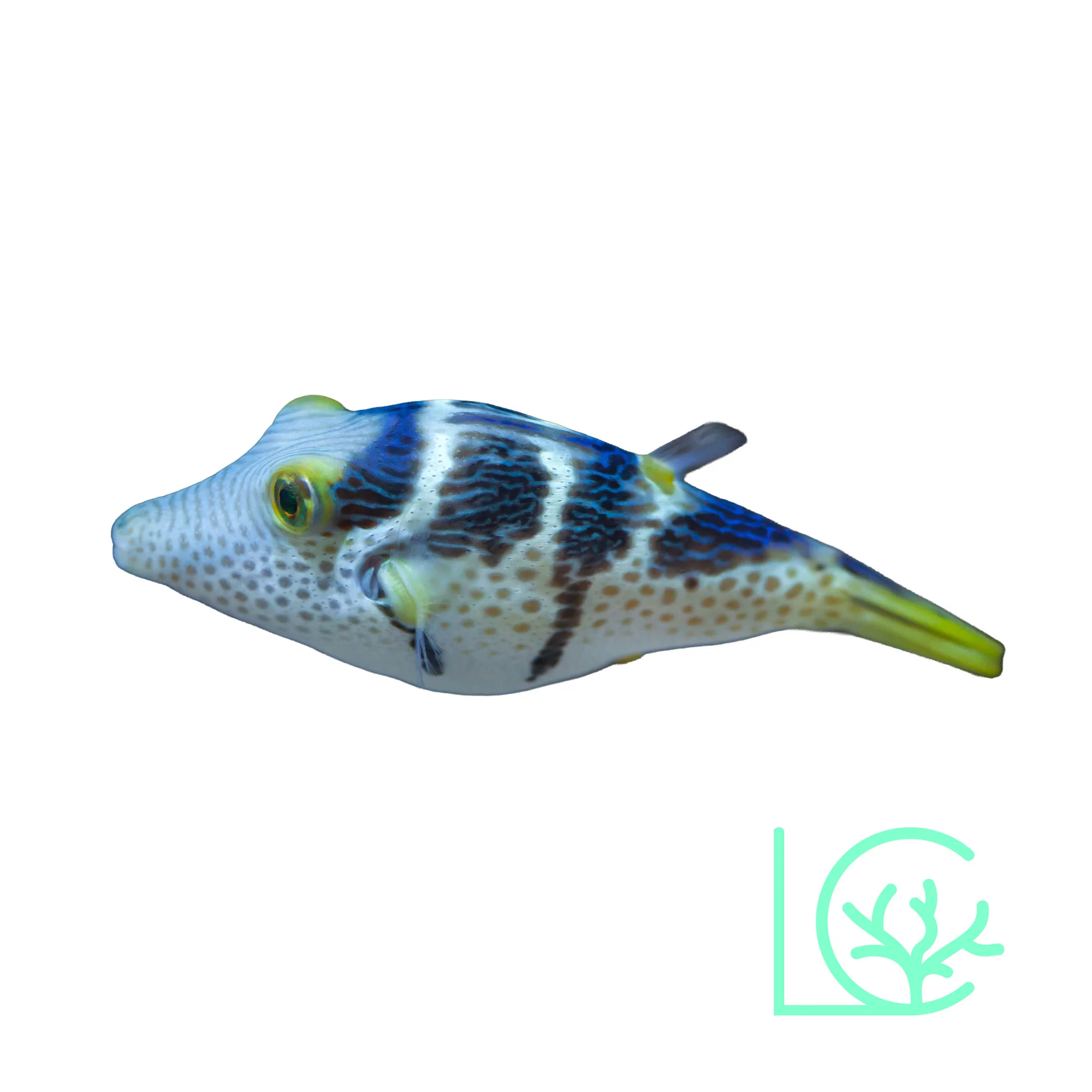 Valentini Puffer