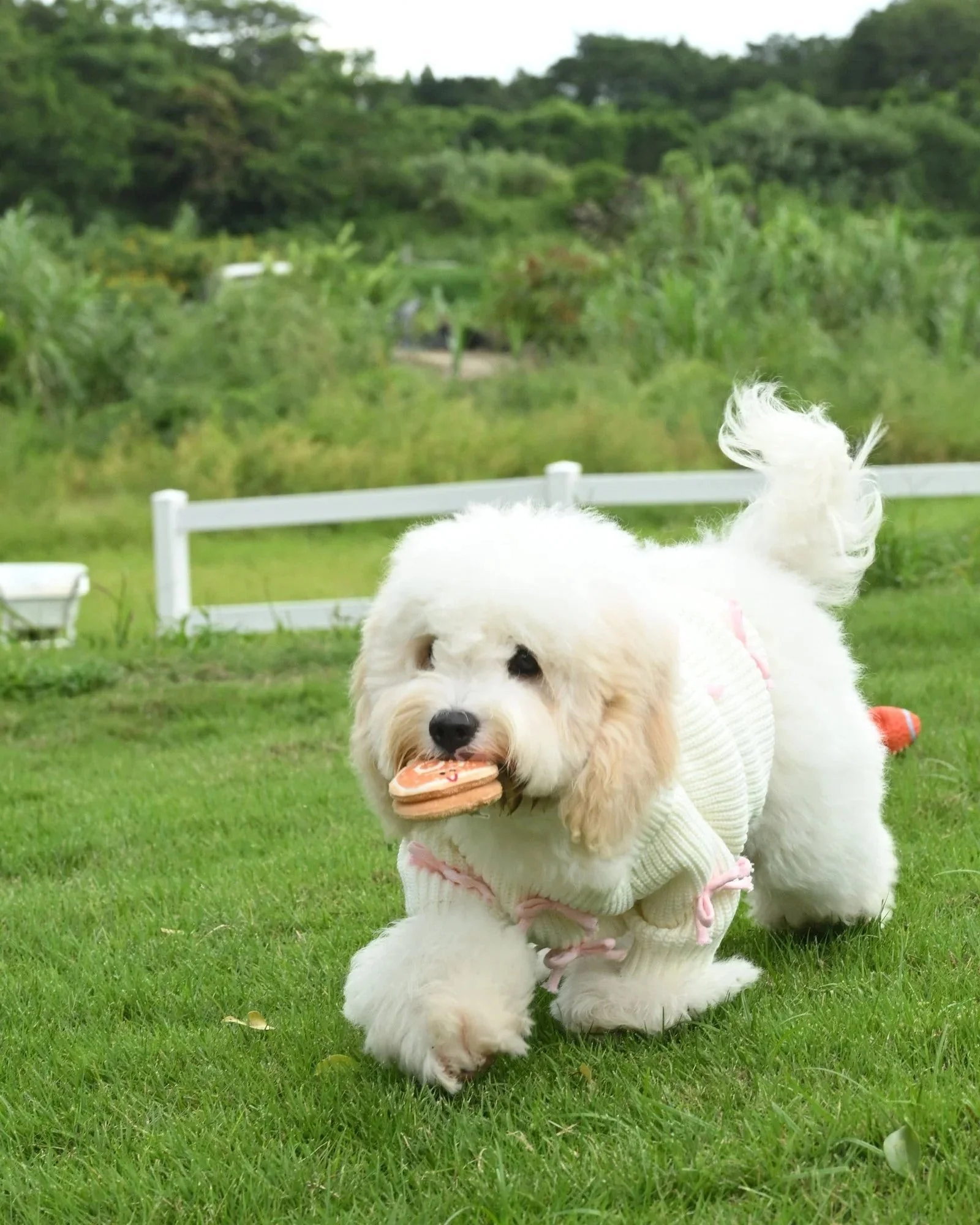 Pink Bow-3D Motif Pet Sweater
