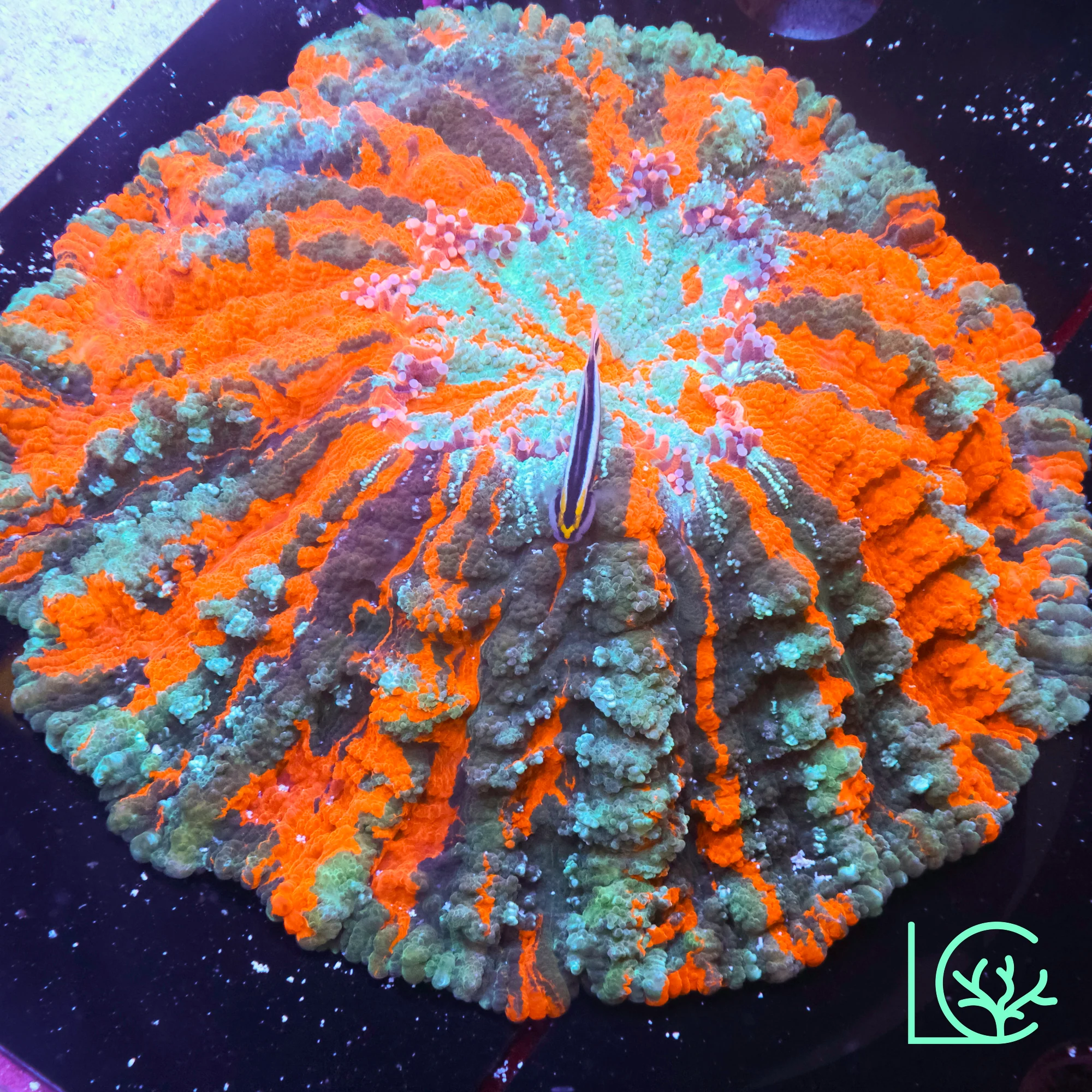 Solar Flare Pinstripe Acantho WYSIWYG