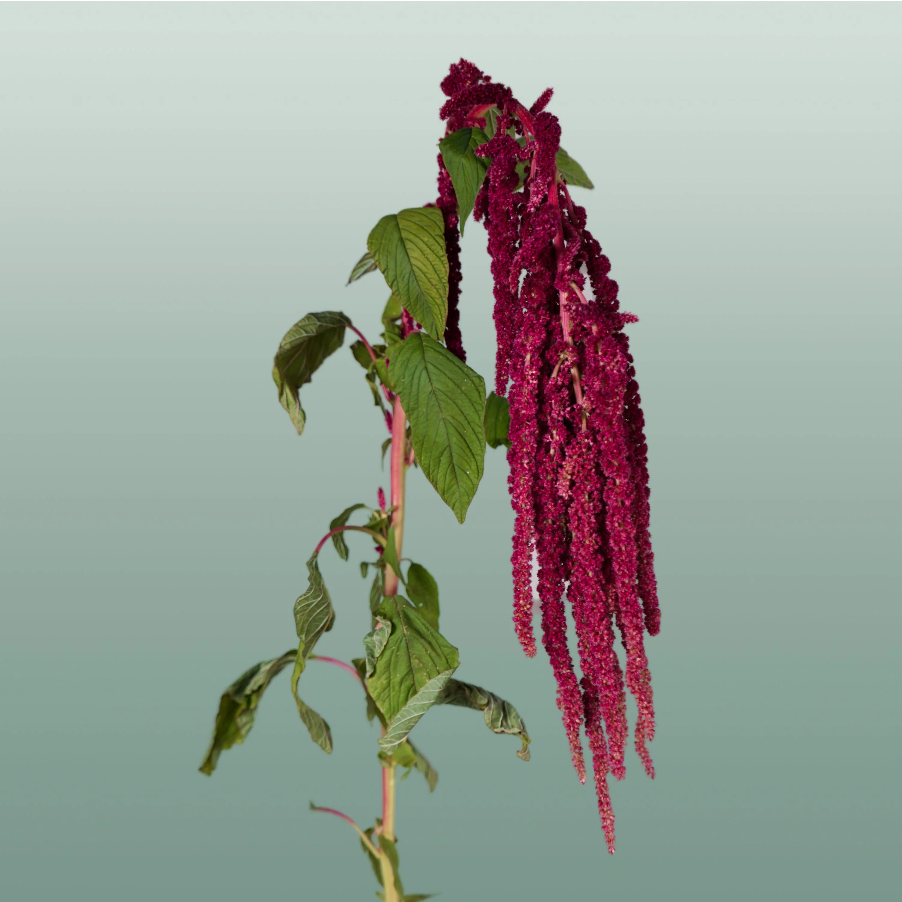 Amaranthus Hang Red Cord (10 Stems)
