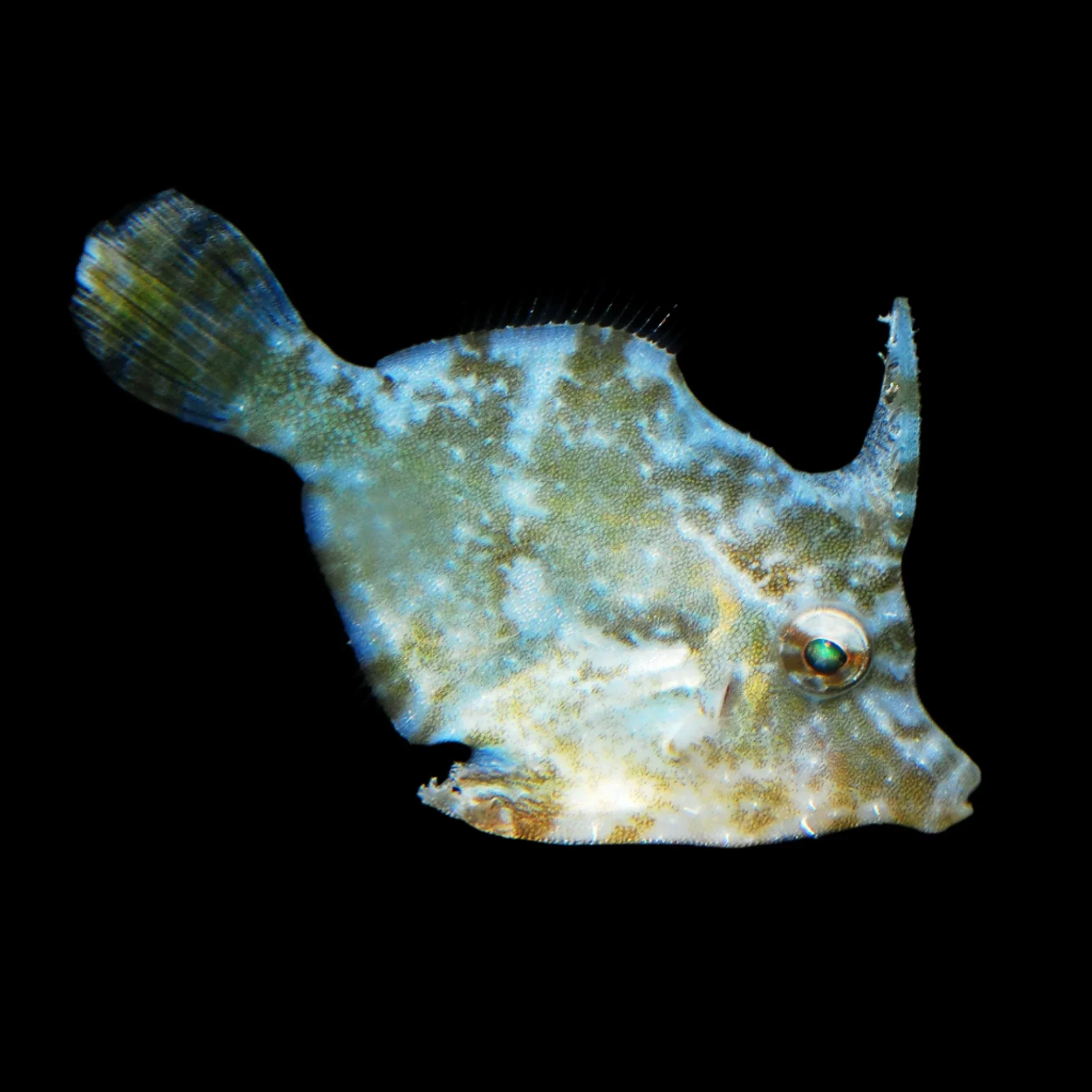 Biota Aiptasia Eating Filefish