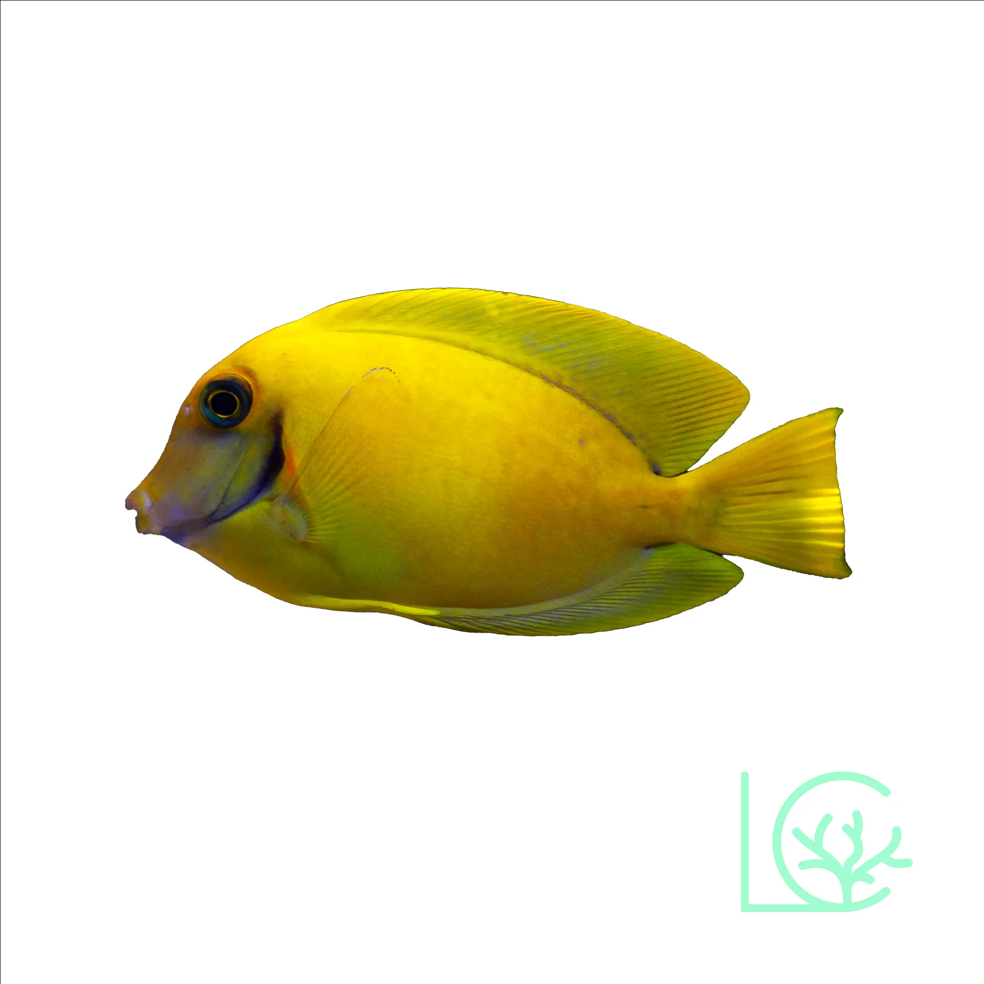 Lemon Mimic Tang