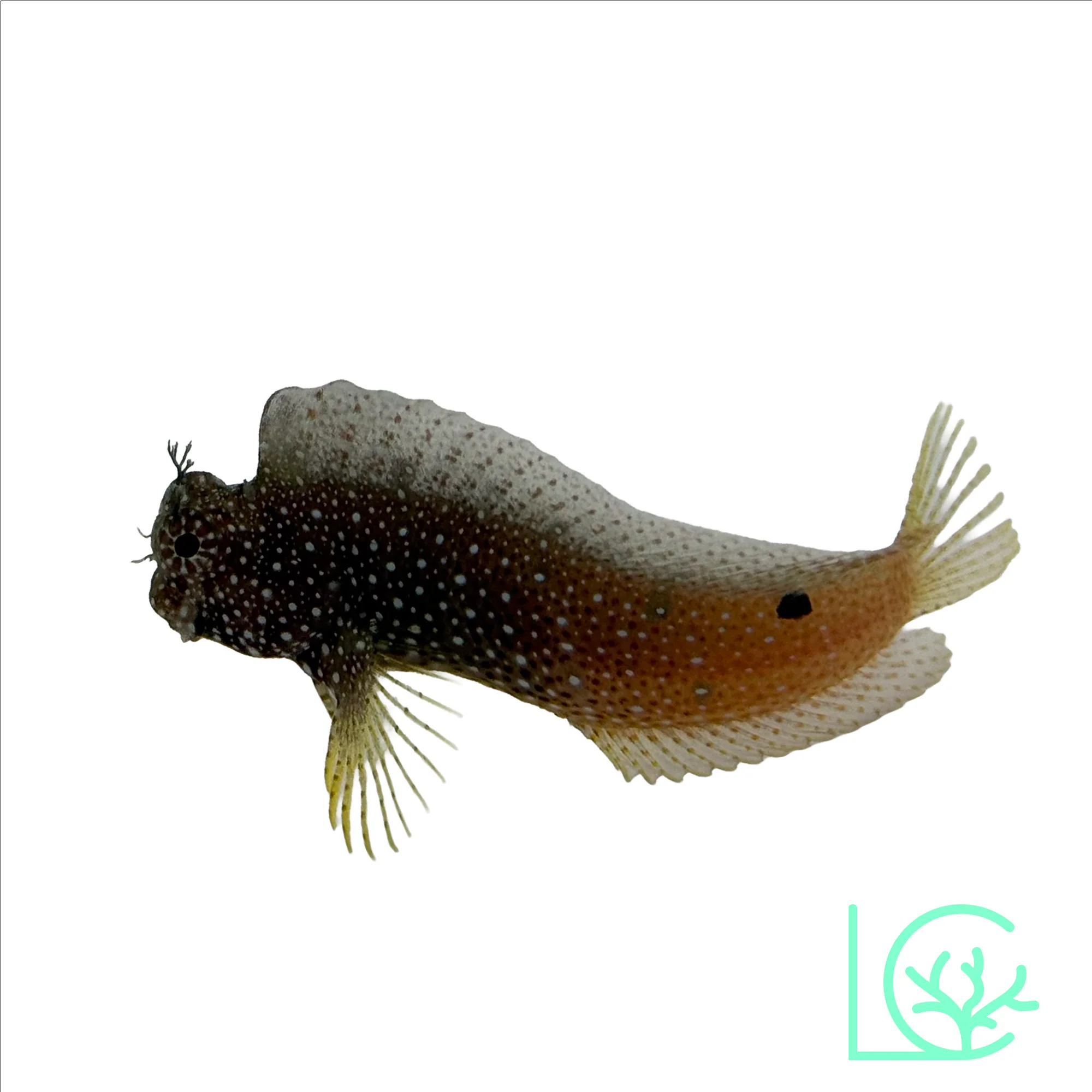 Starry Blenny