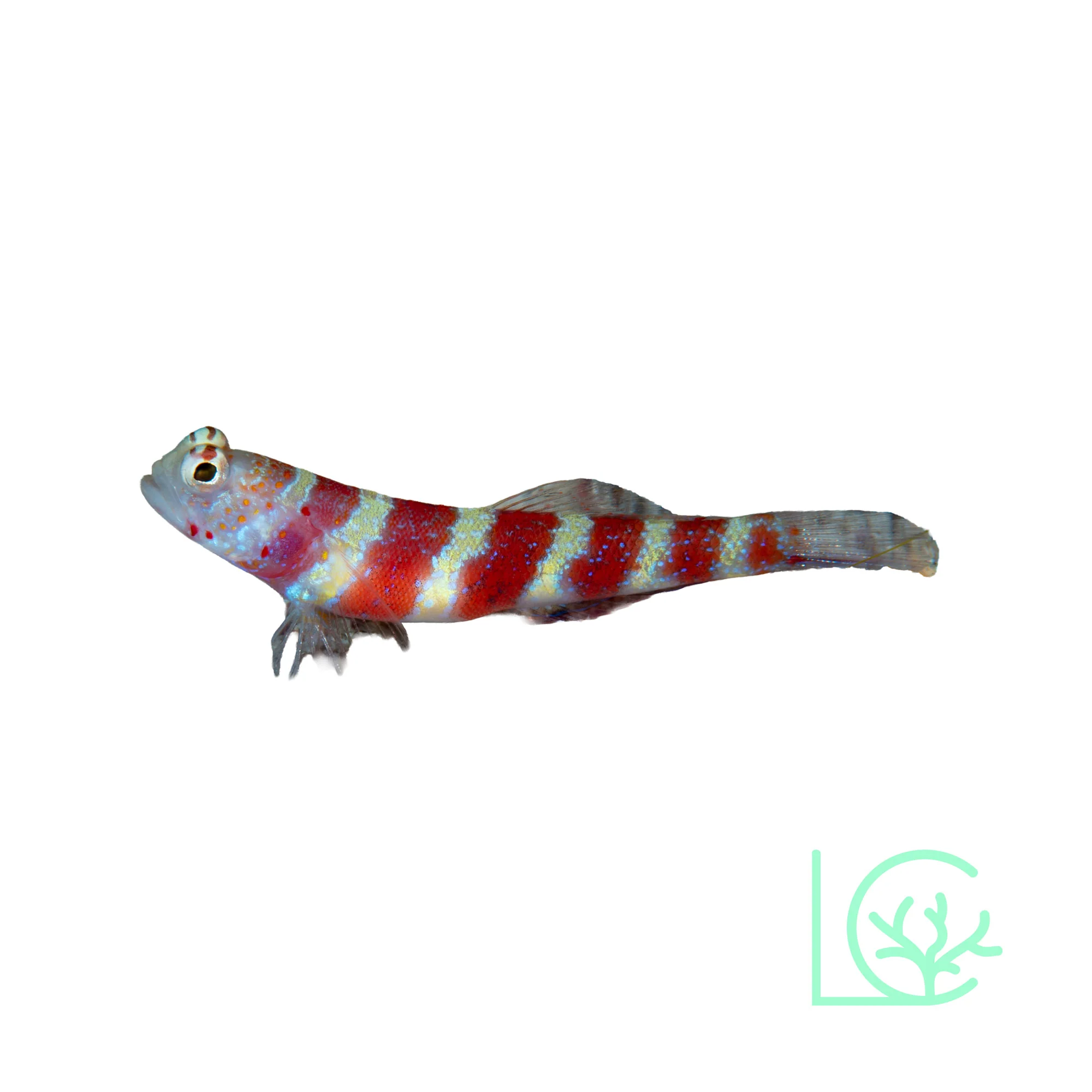 Wheelera??s Shrimp Goby